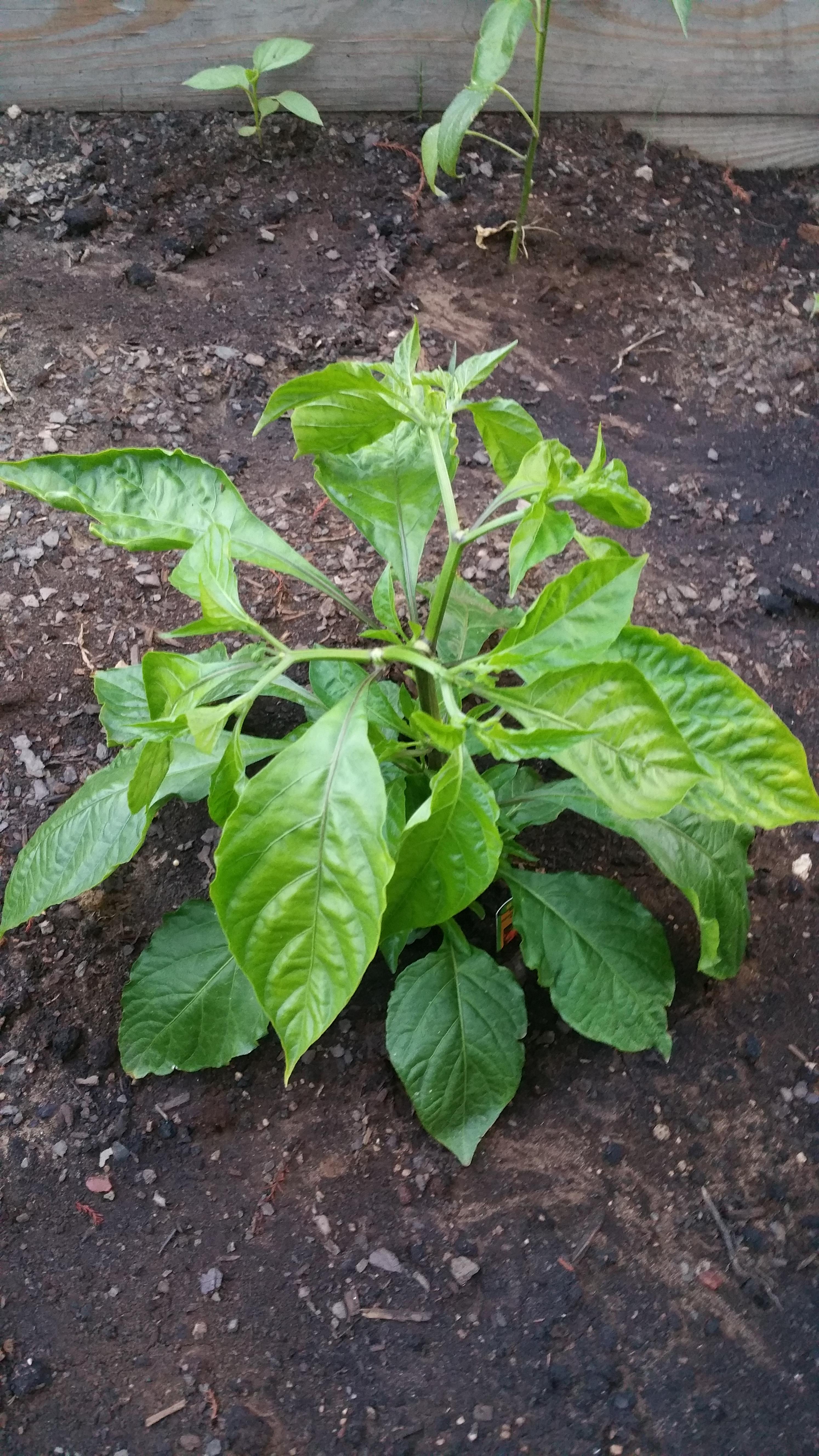 Ghost pepper leaves curling upwards on edges r/HotPeppers