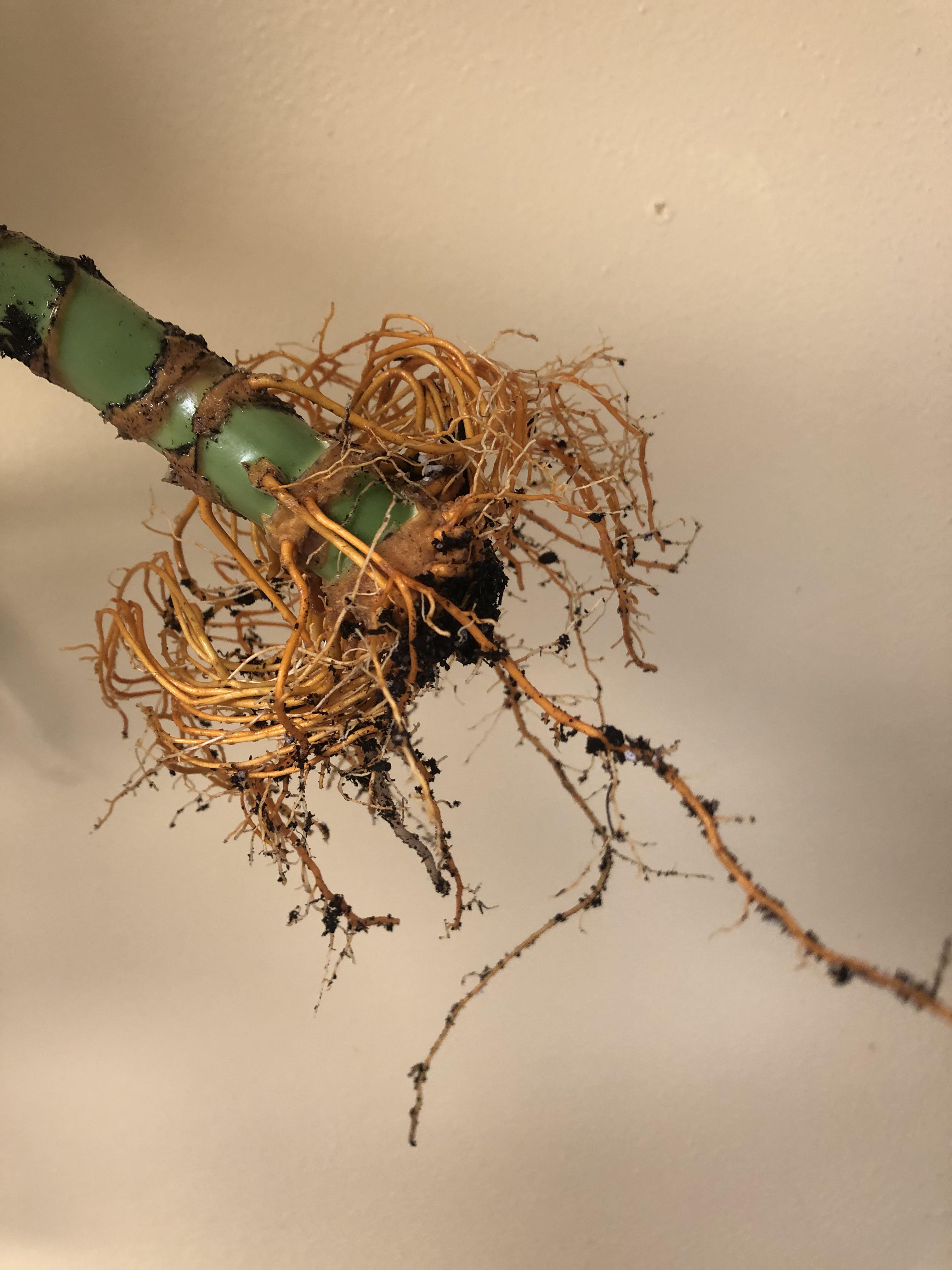 Root rot on corn plant? r/plantclinic