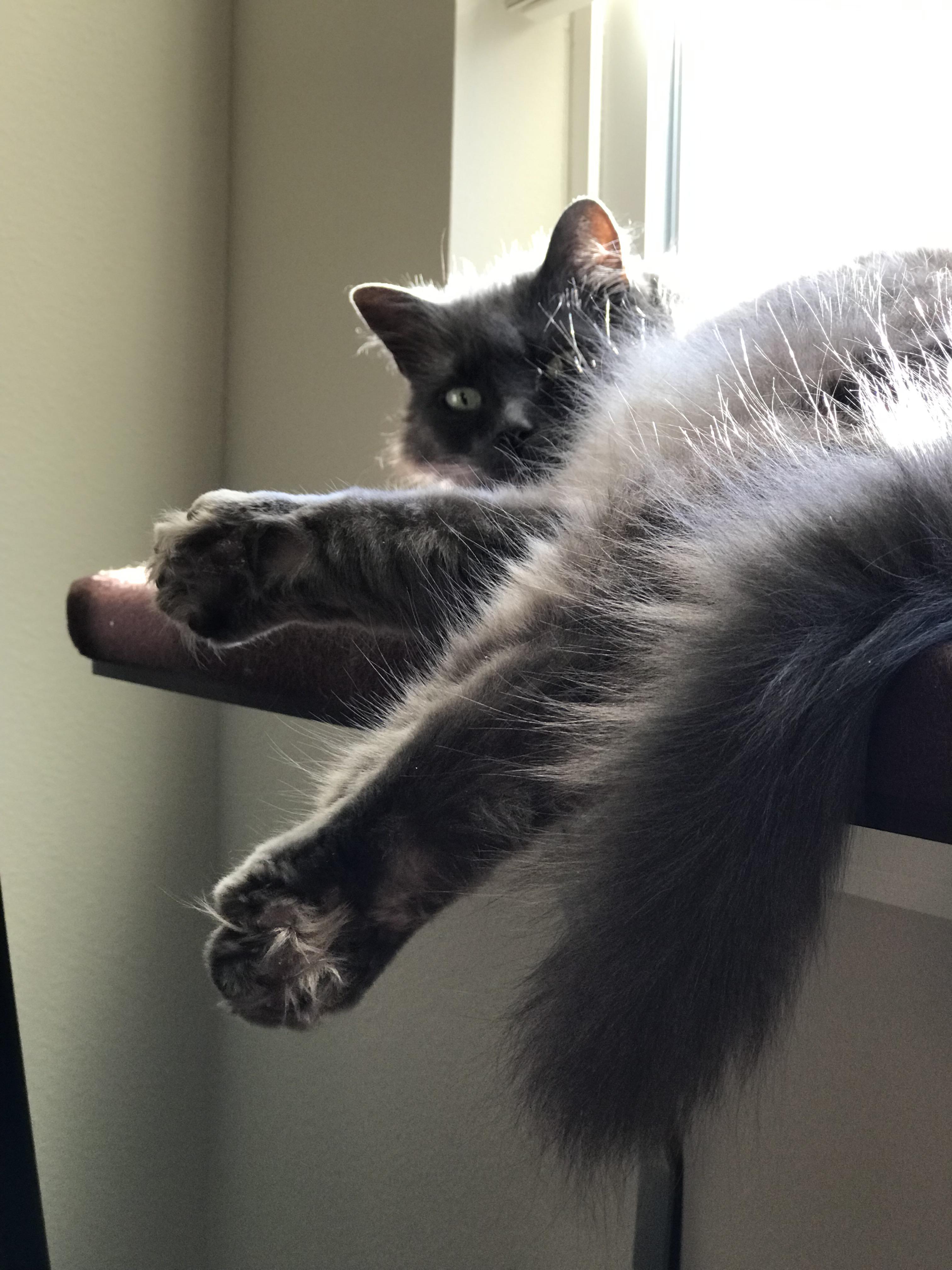 My Sunlit Puff with Bonus Feetz r/bottlebrush