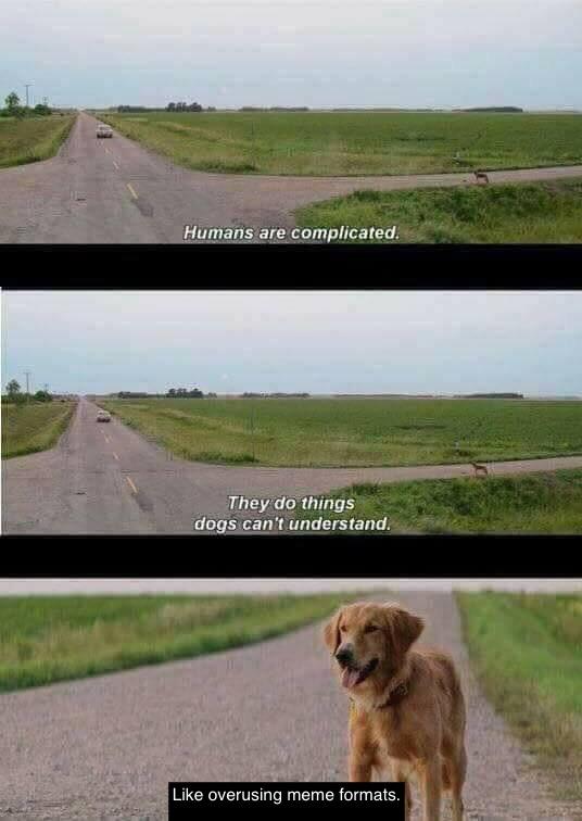 Dogs just don’t understand. r/dankmemes