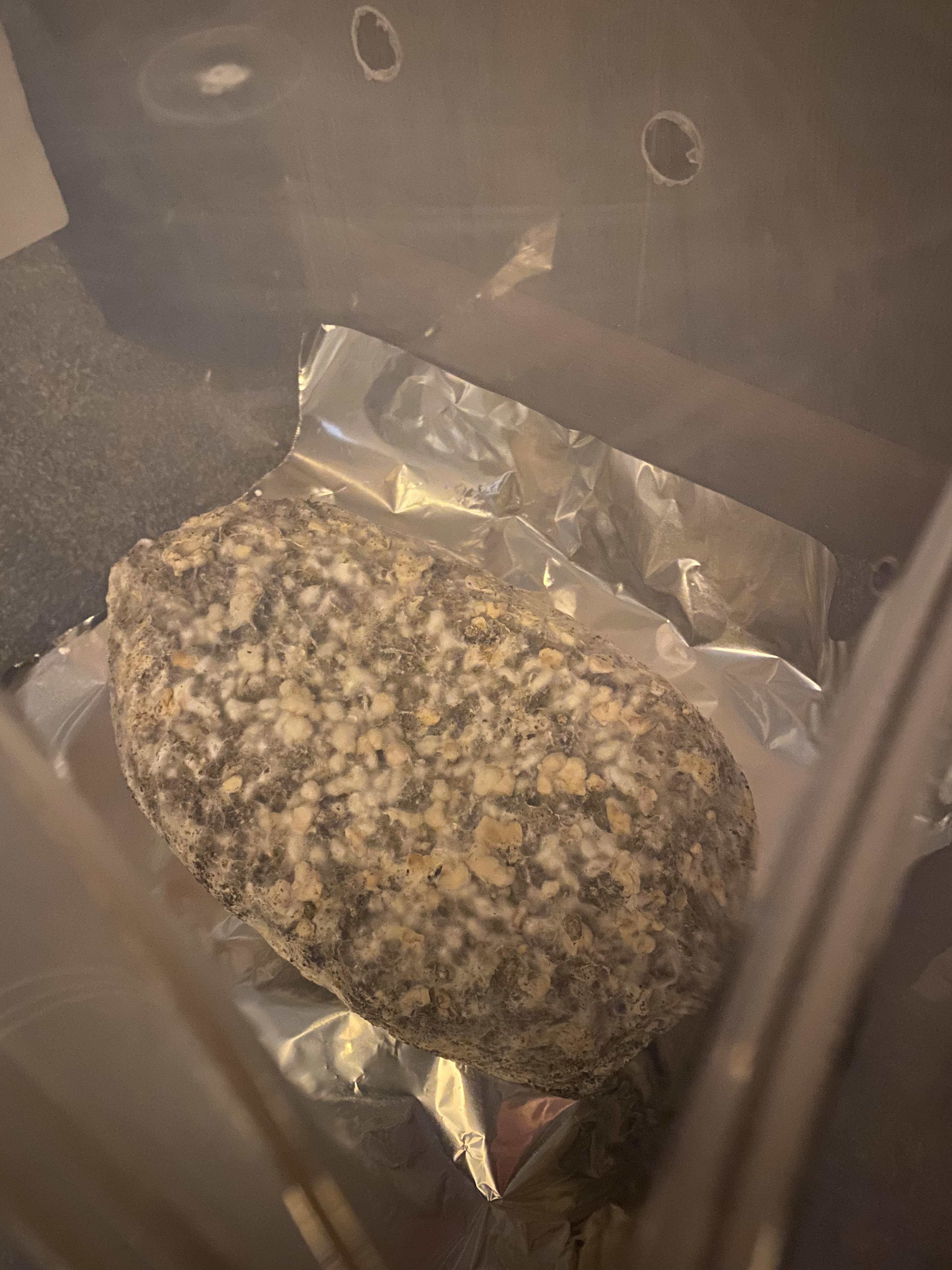 Why does my cake look like this, is this bad ? r/shrooms