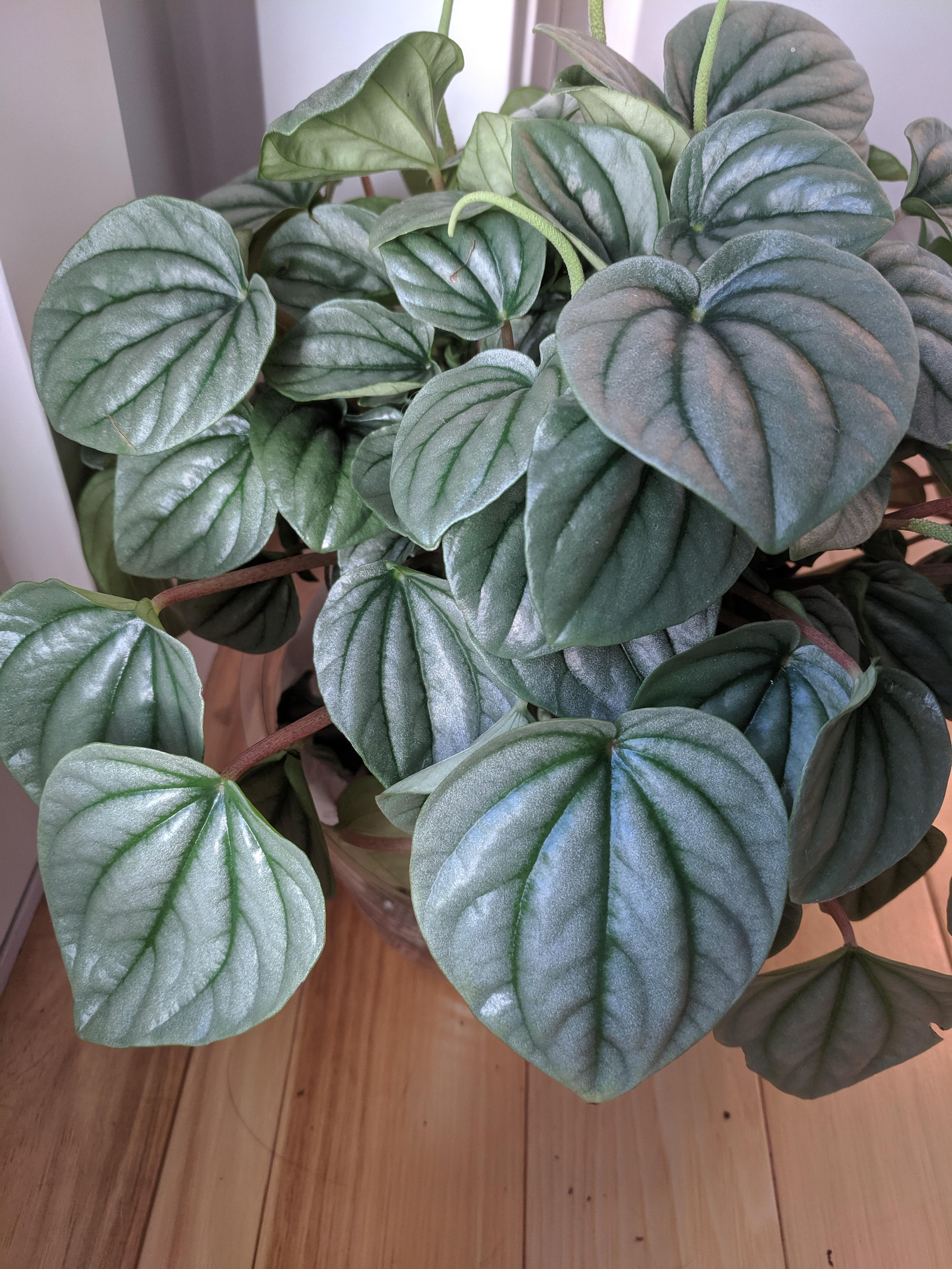 My silver ripple peperomia is looking adorable today! r/houseplants