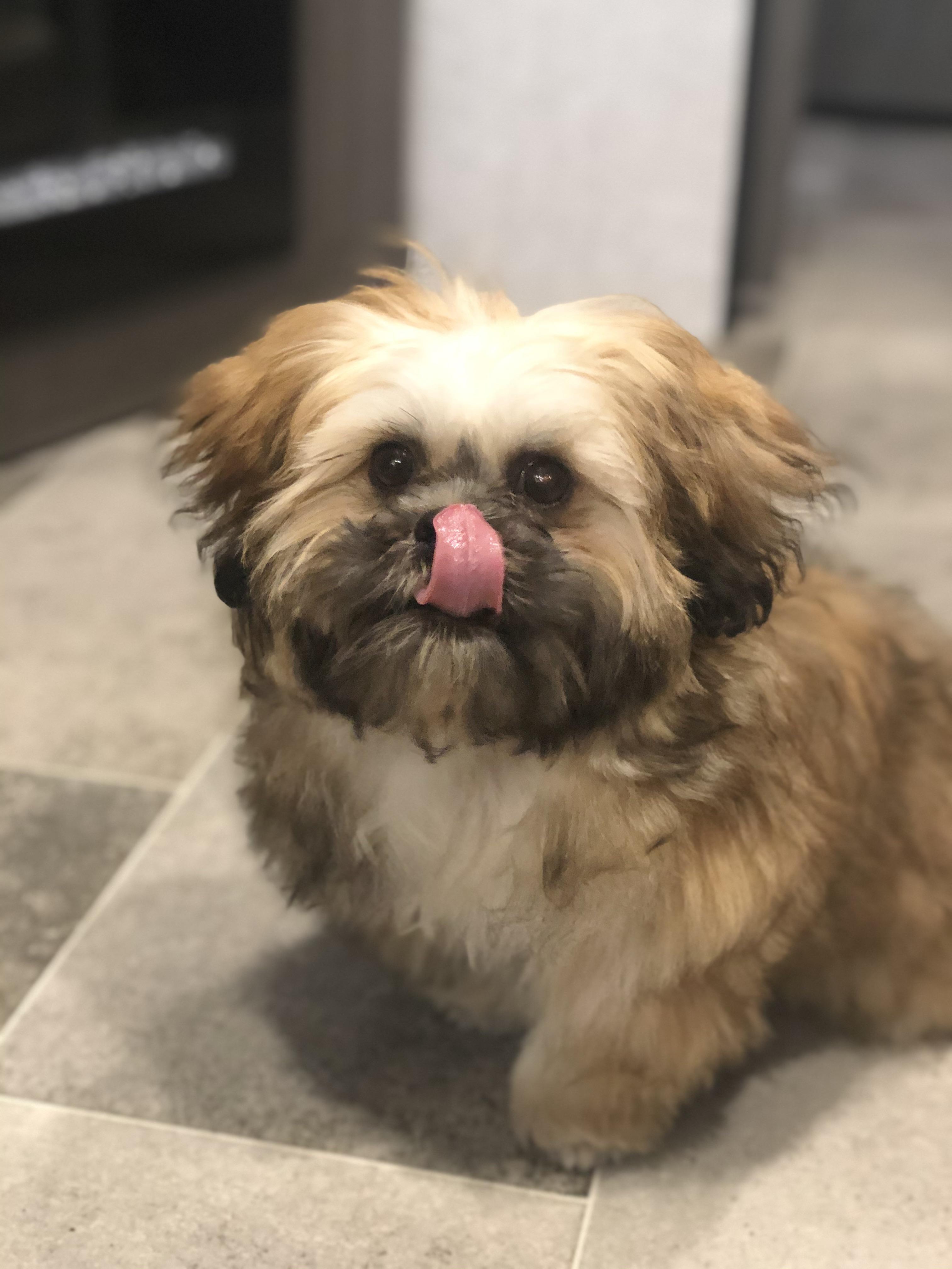 This is my 5 month old puppy, Banjo. I’ve been feeding him a mix of