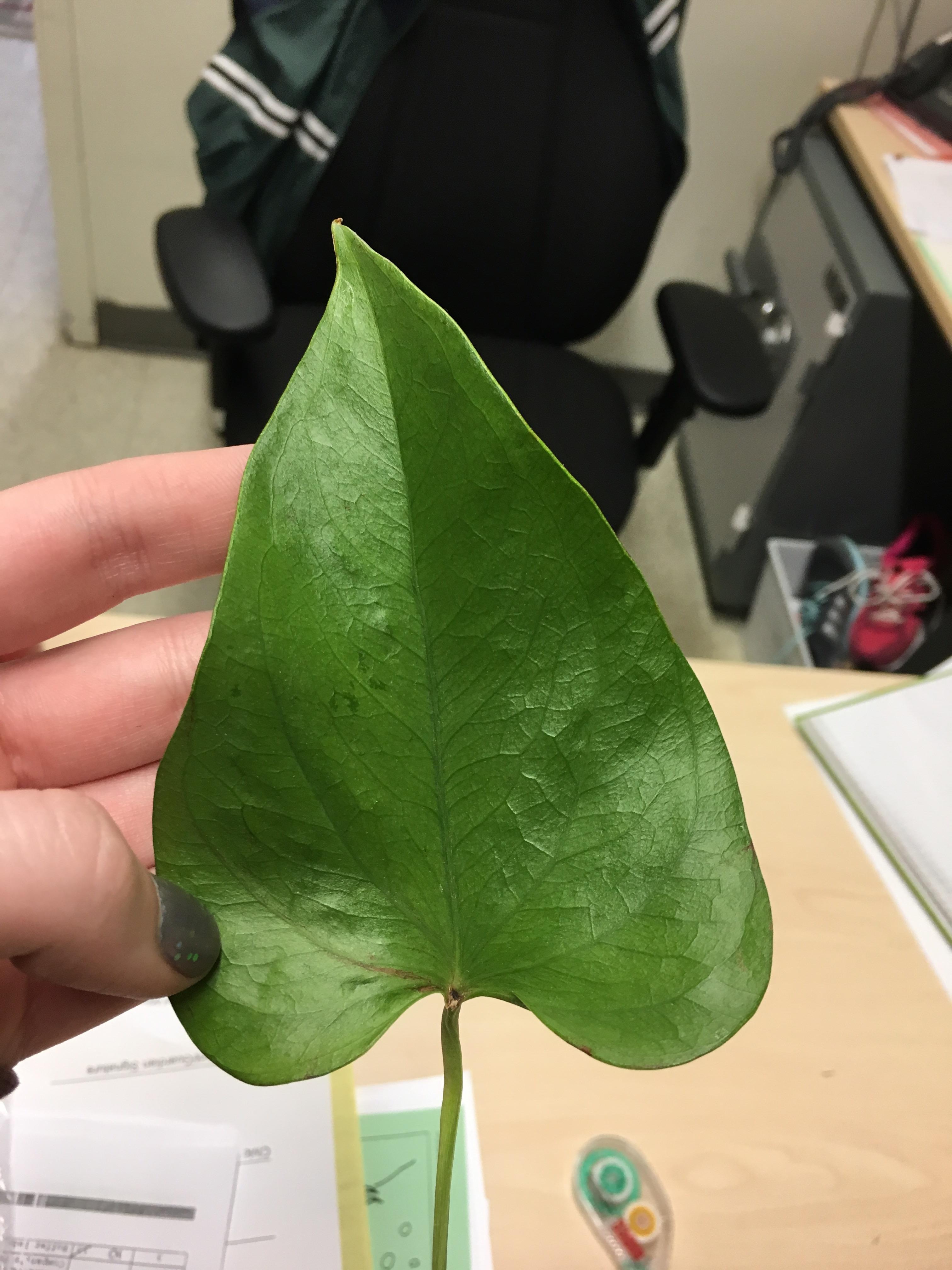 47 Hilarious Fake It Flowers Puns Punstoppable 🛑