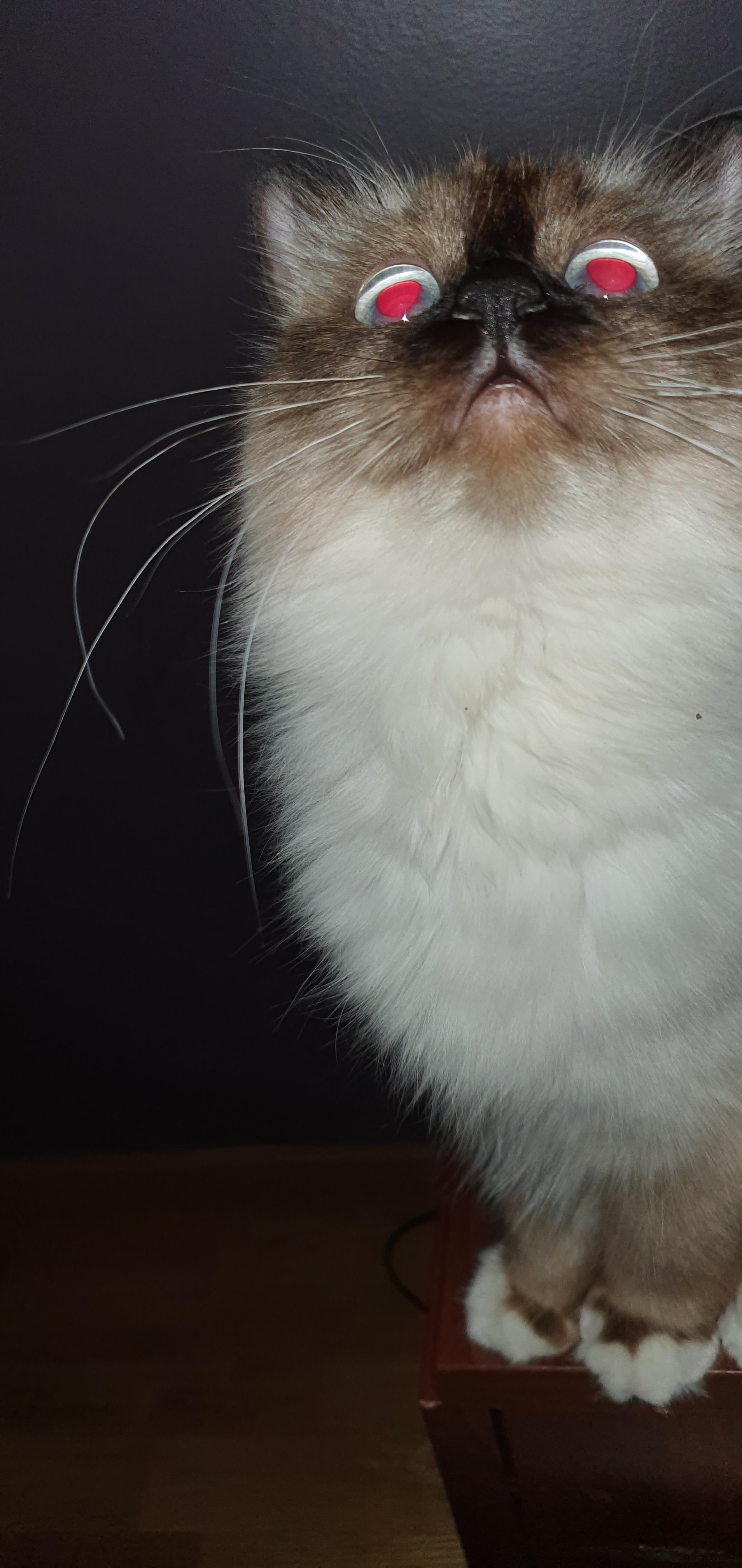 I didn't realize that I had the flash on. She clearly did not mind cats