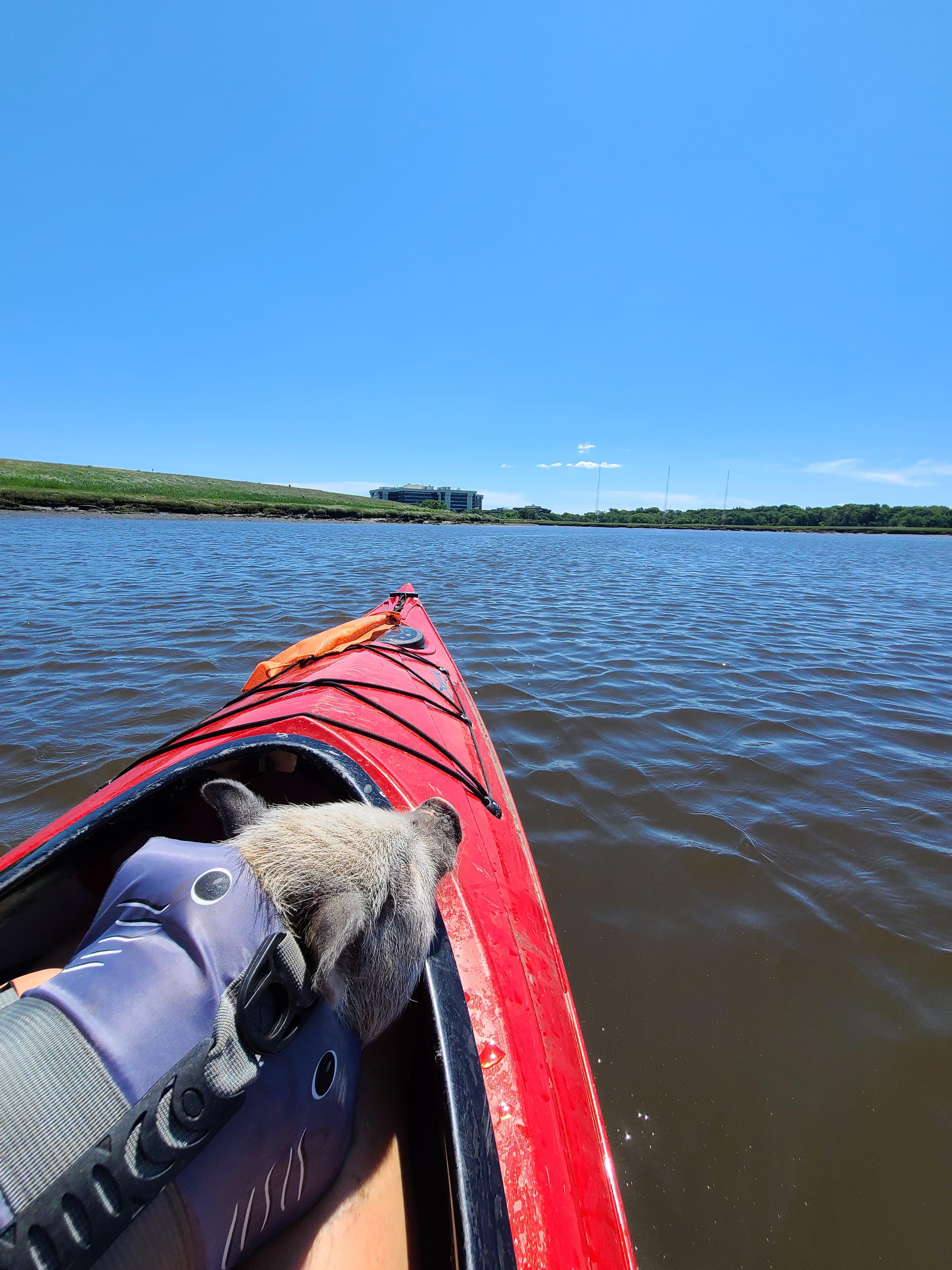 Snoozin' and cruisin' the Neponset River, Quincy, MA r/Kayaking