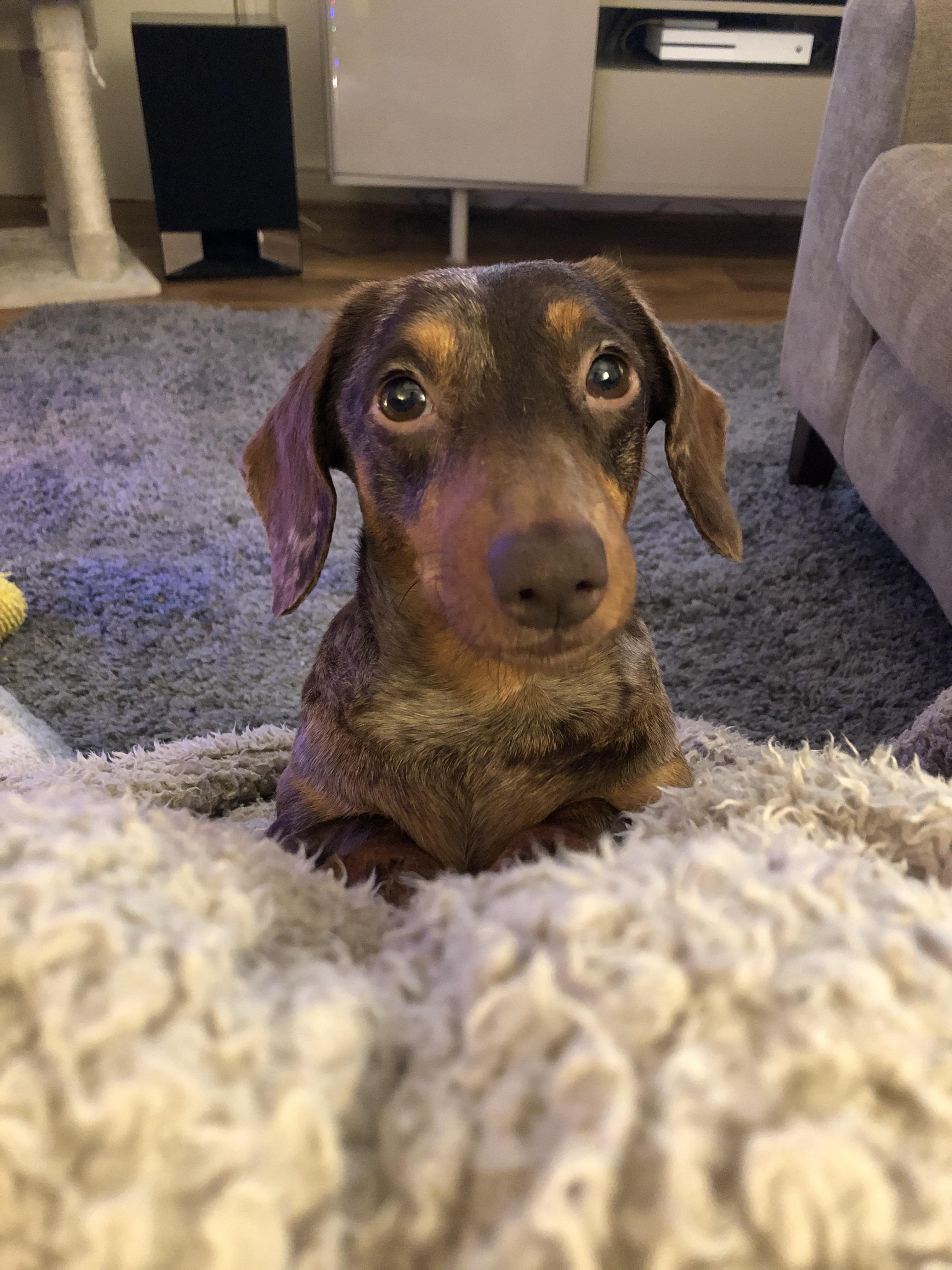 How do you say no to these faces?! Dachshund