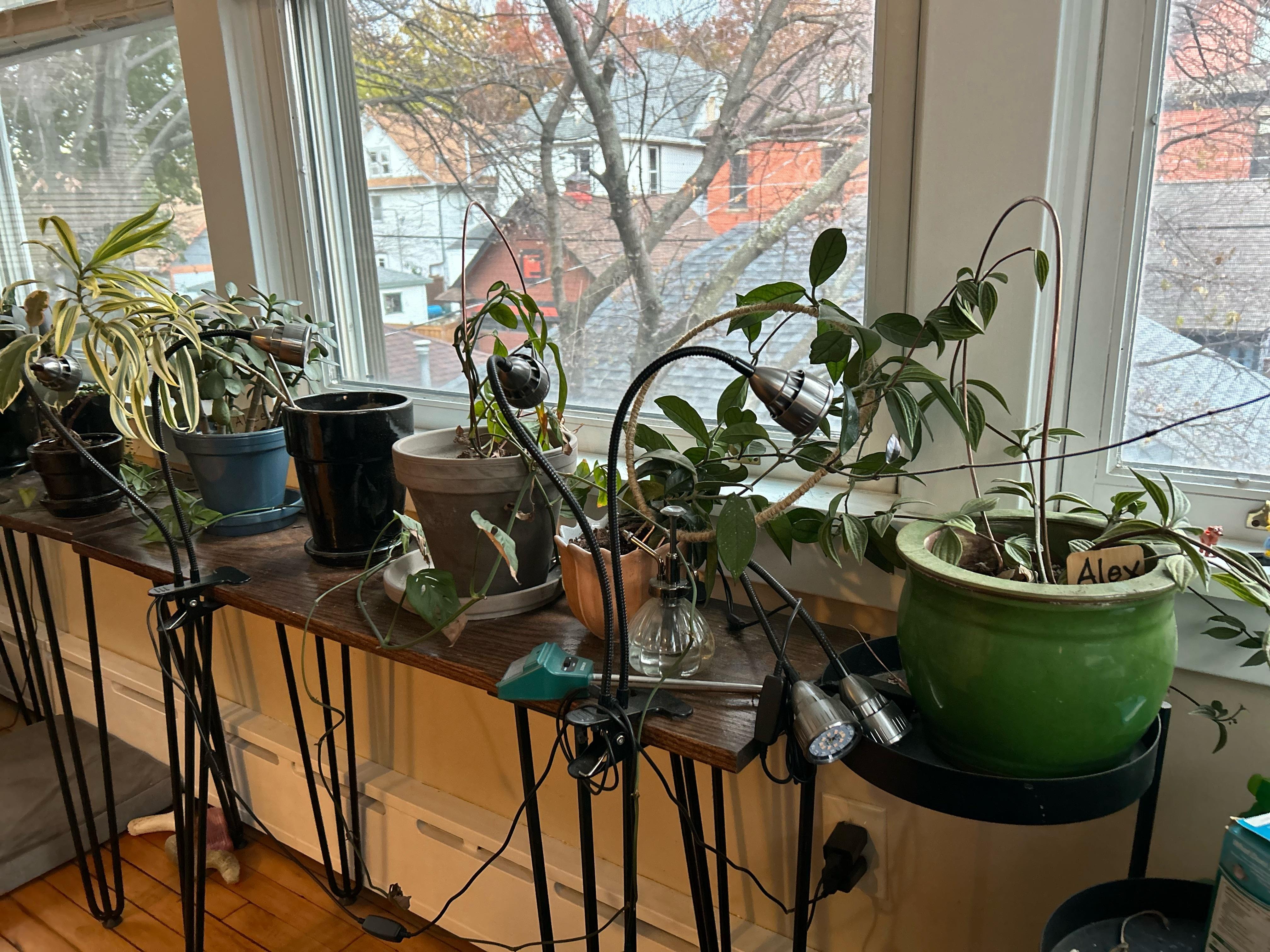 Just watered plants with moldy water. How screwed am I? r/plantclinic