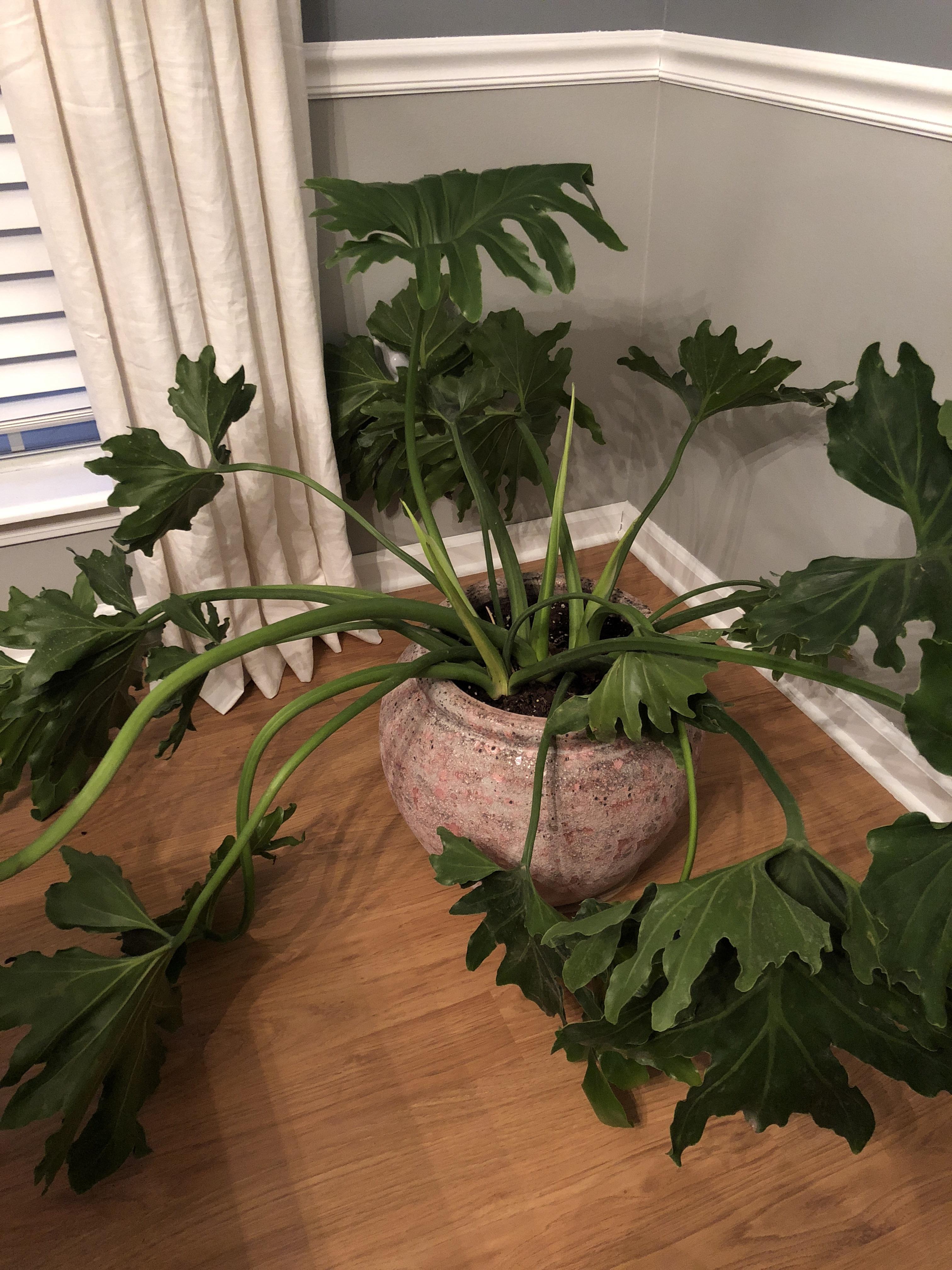 Philodendron drooping houseplants