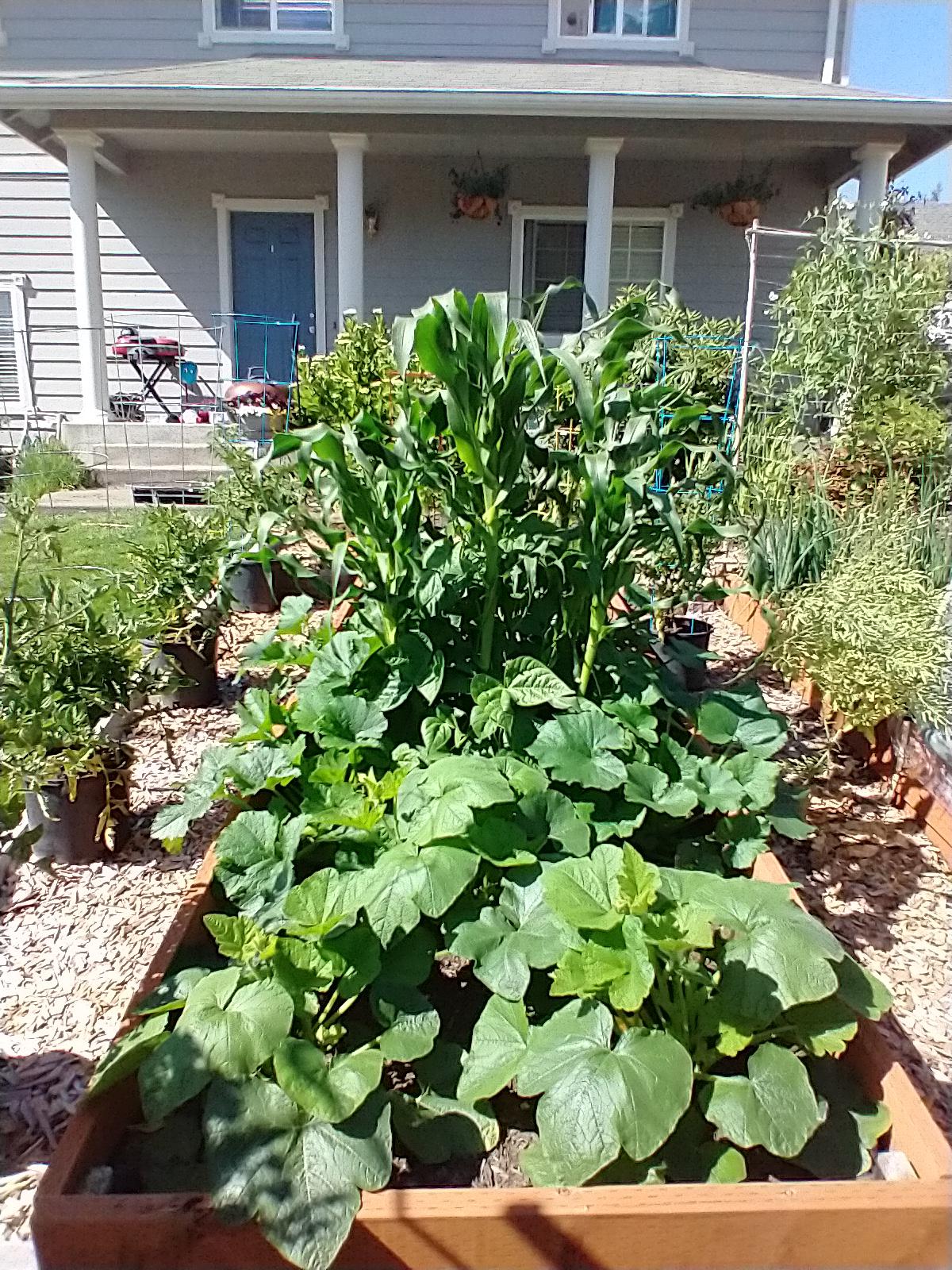 My first time trying a 3 sisters bed. Zone 8b. 😍 r/gardening