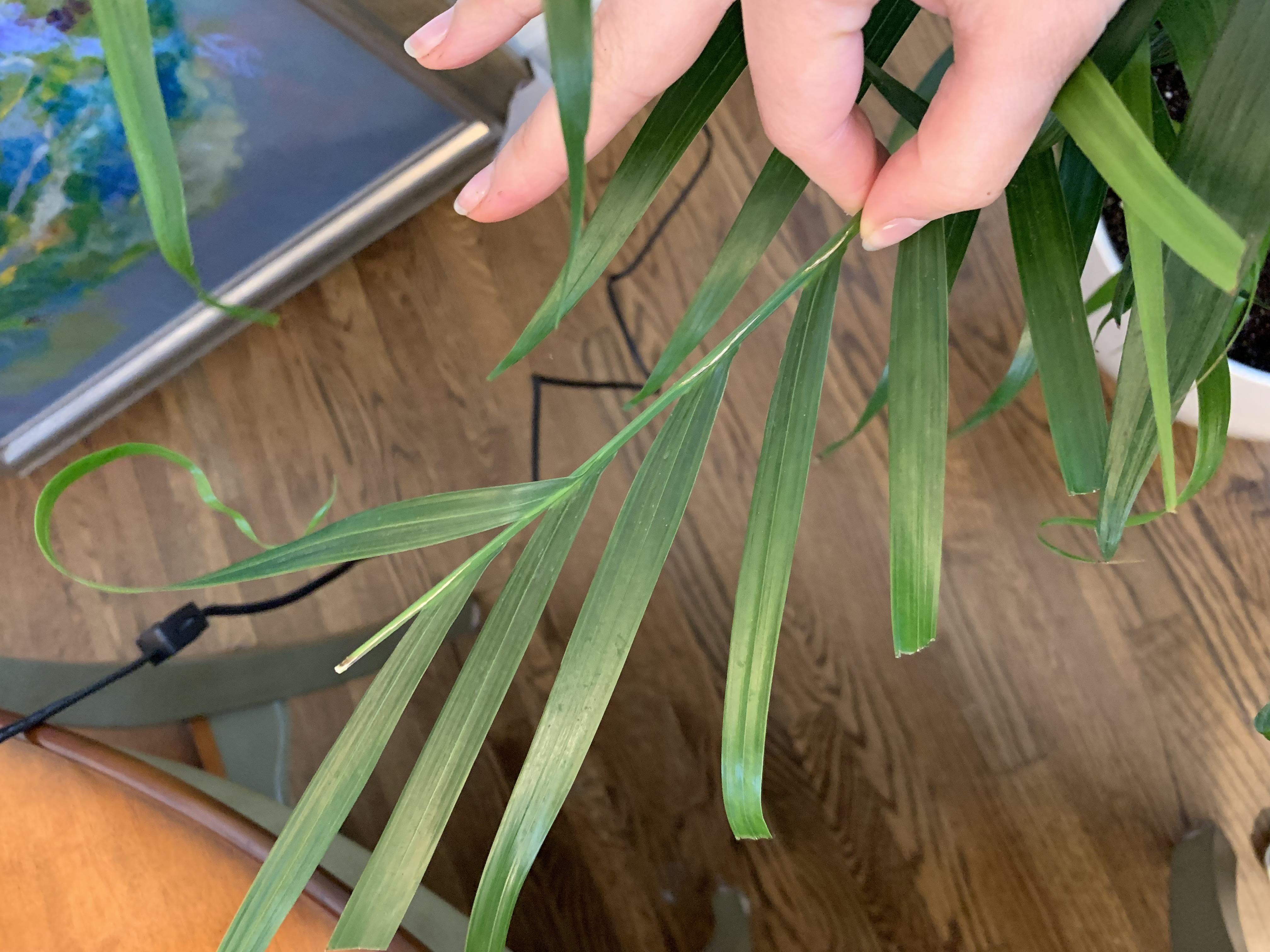 What’s eating my parlor palm plant? r/gardening