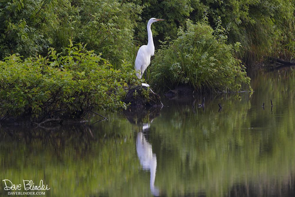 Great Egret on the Beaver Brook at Jonathan's Woods Park in Denville
