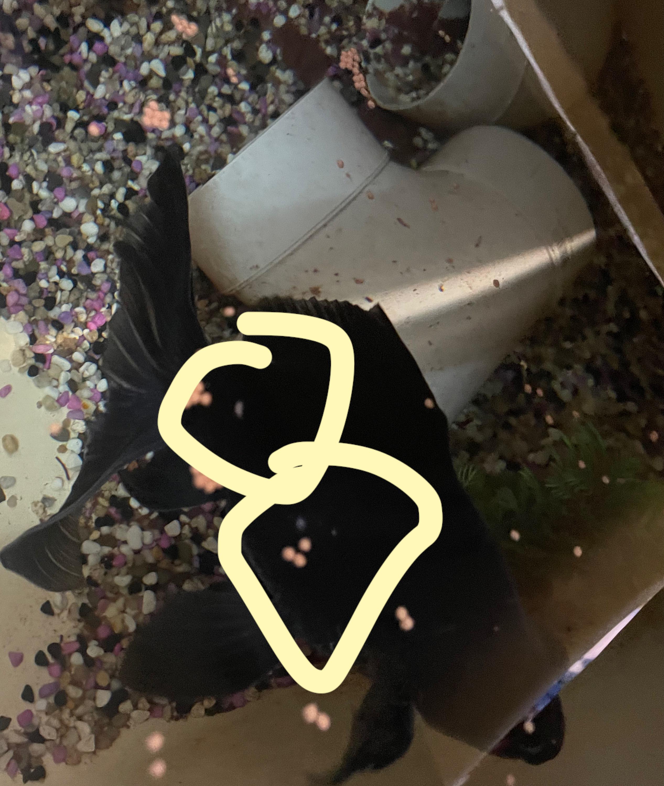 Can anyone identify these two white spots and possible cause on black