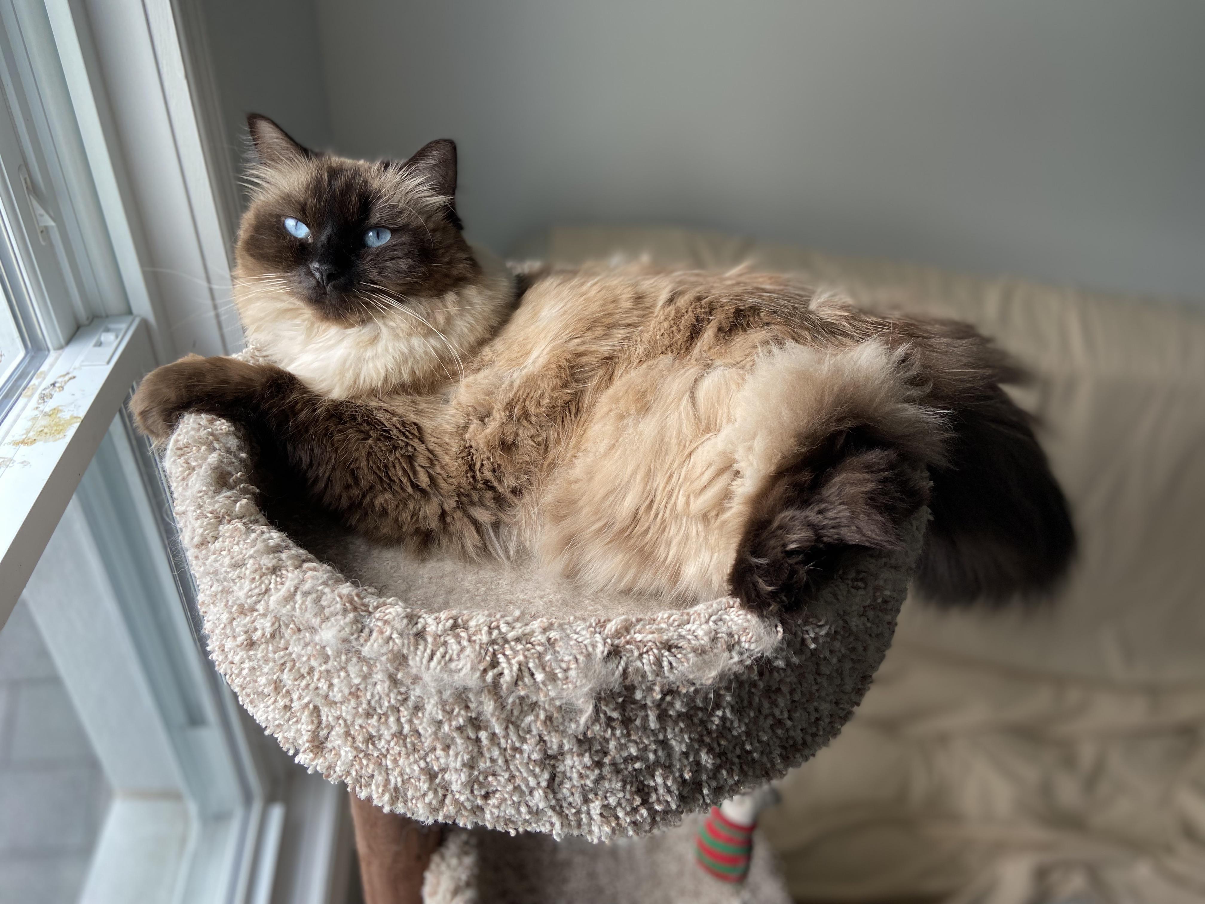 Her winter coat is coming in r/ragdolls