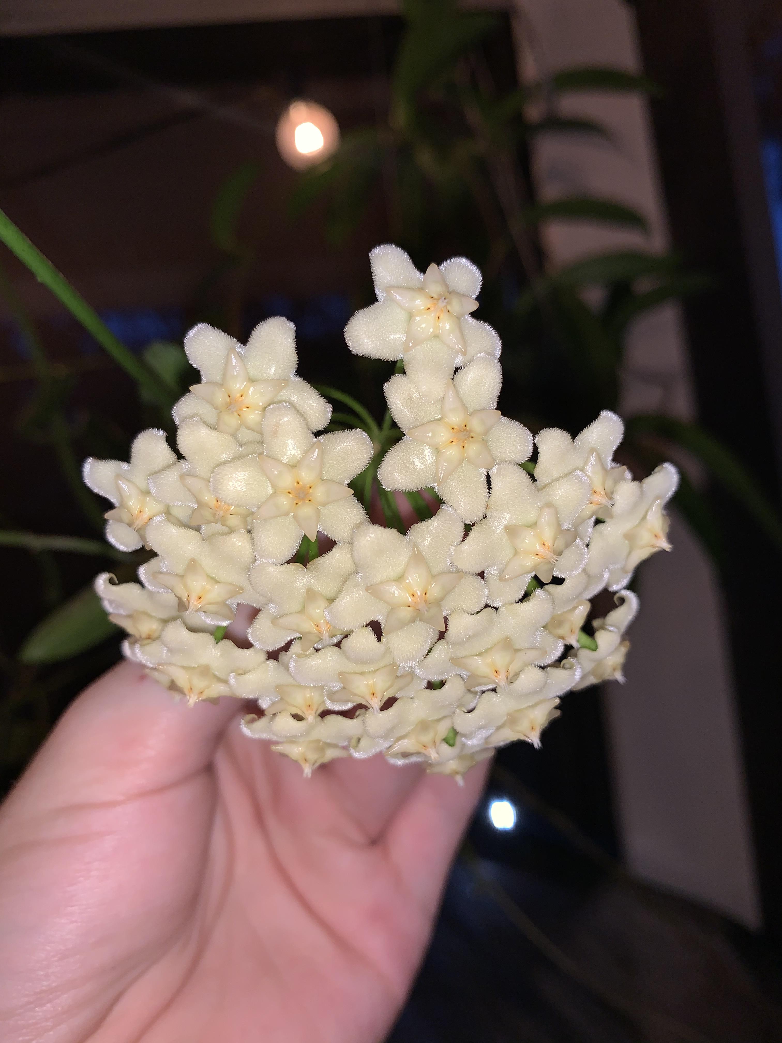 Hoya celata flowers fully open! Smells kind of like peanut butter, kind