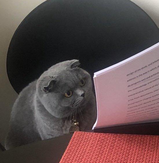 Cat reading paper what does he see? 😳