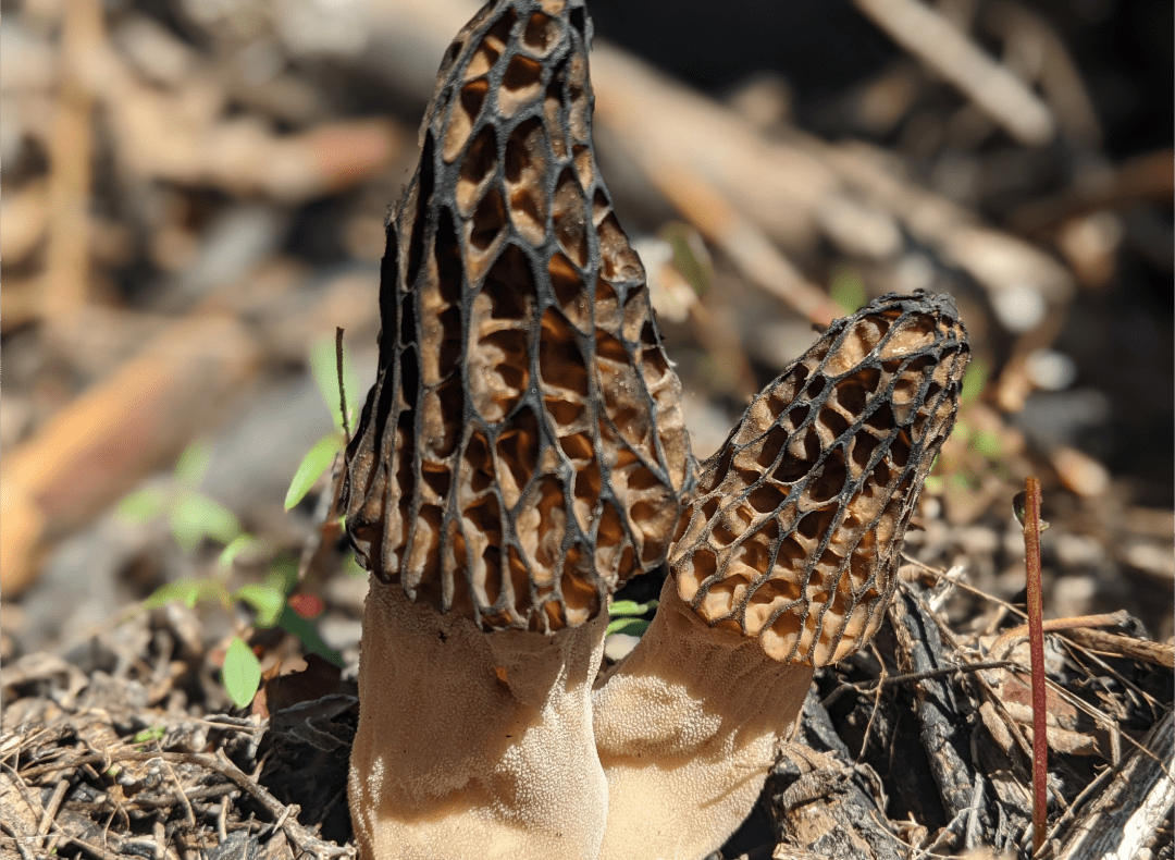 morels popping r/mycology