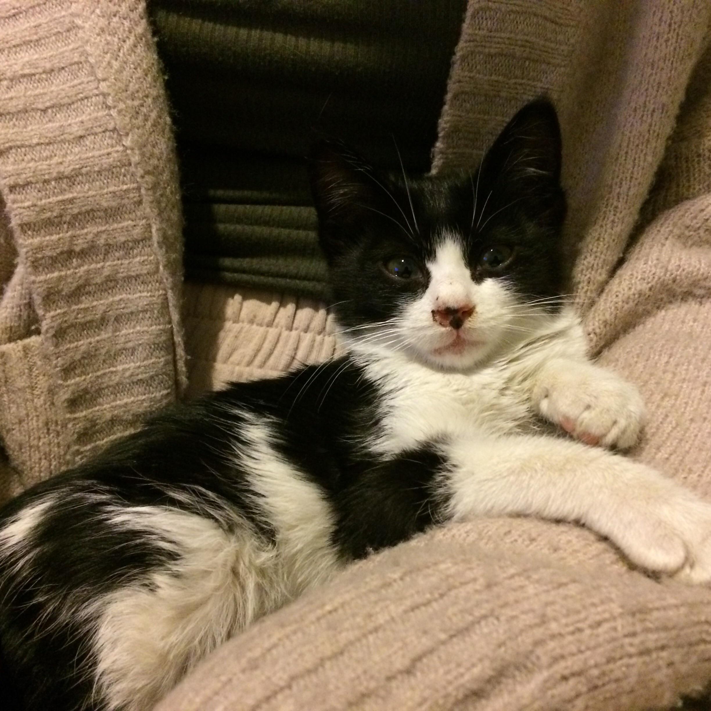 Some kids threw this little baby off the balcony today. Took him to the