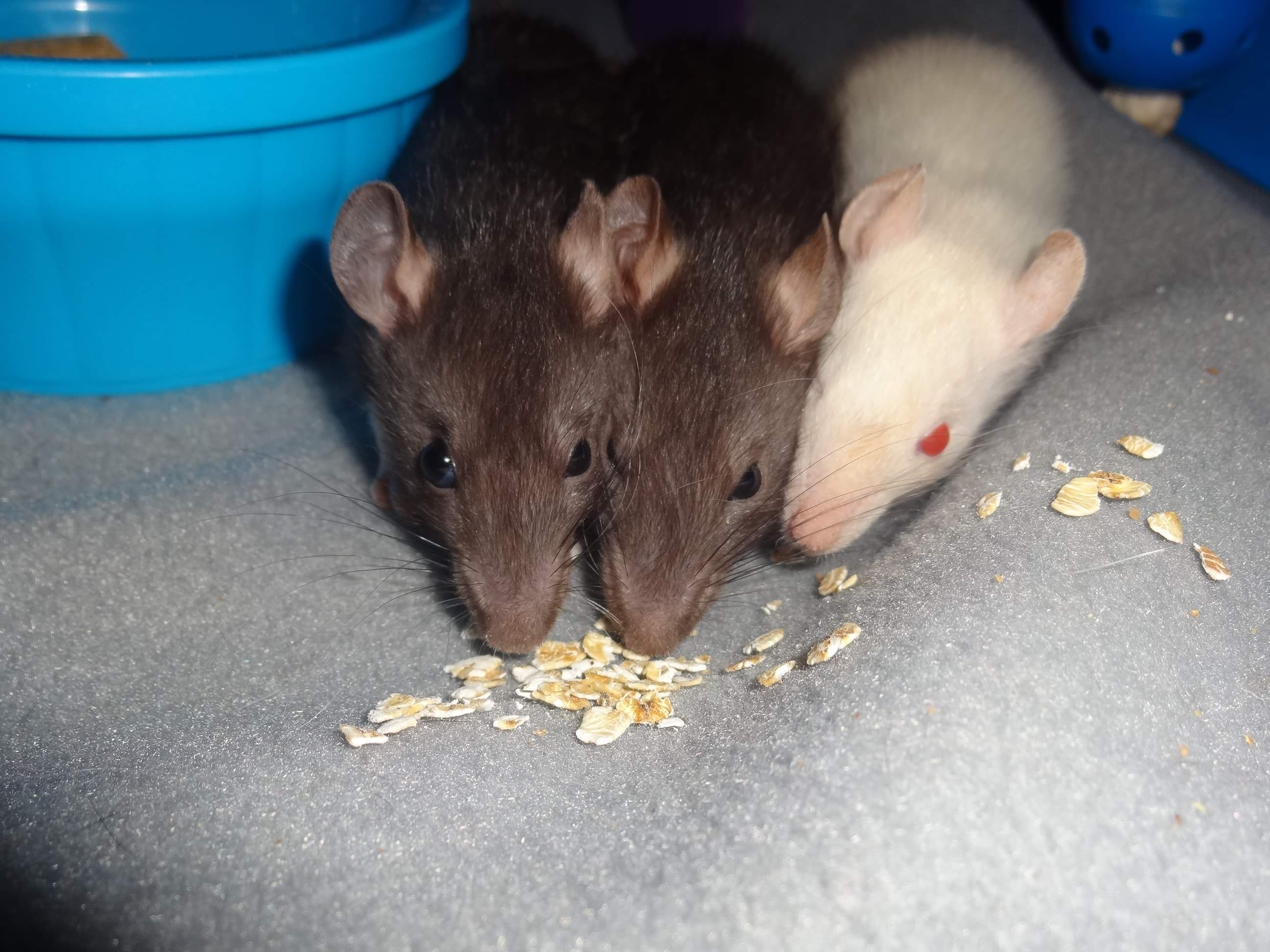 Little ratties enjoying some oats. r/RATS