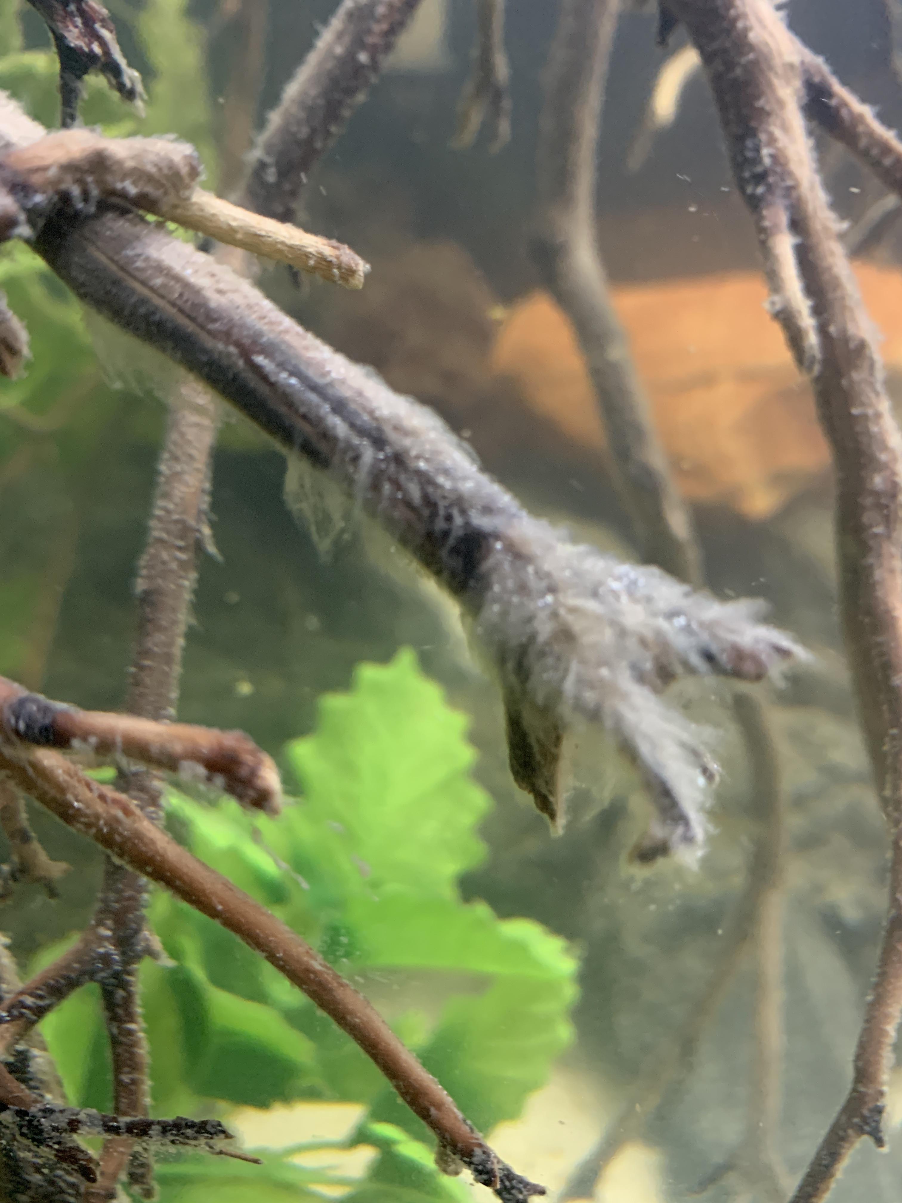 White stuff growing on driftwood? r/Aquariums