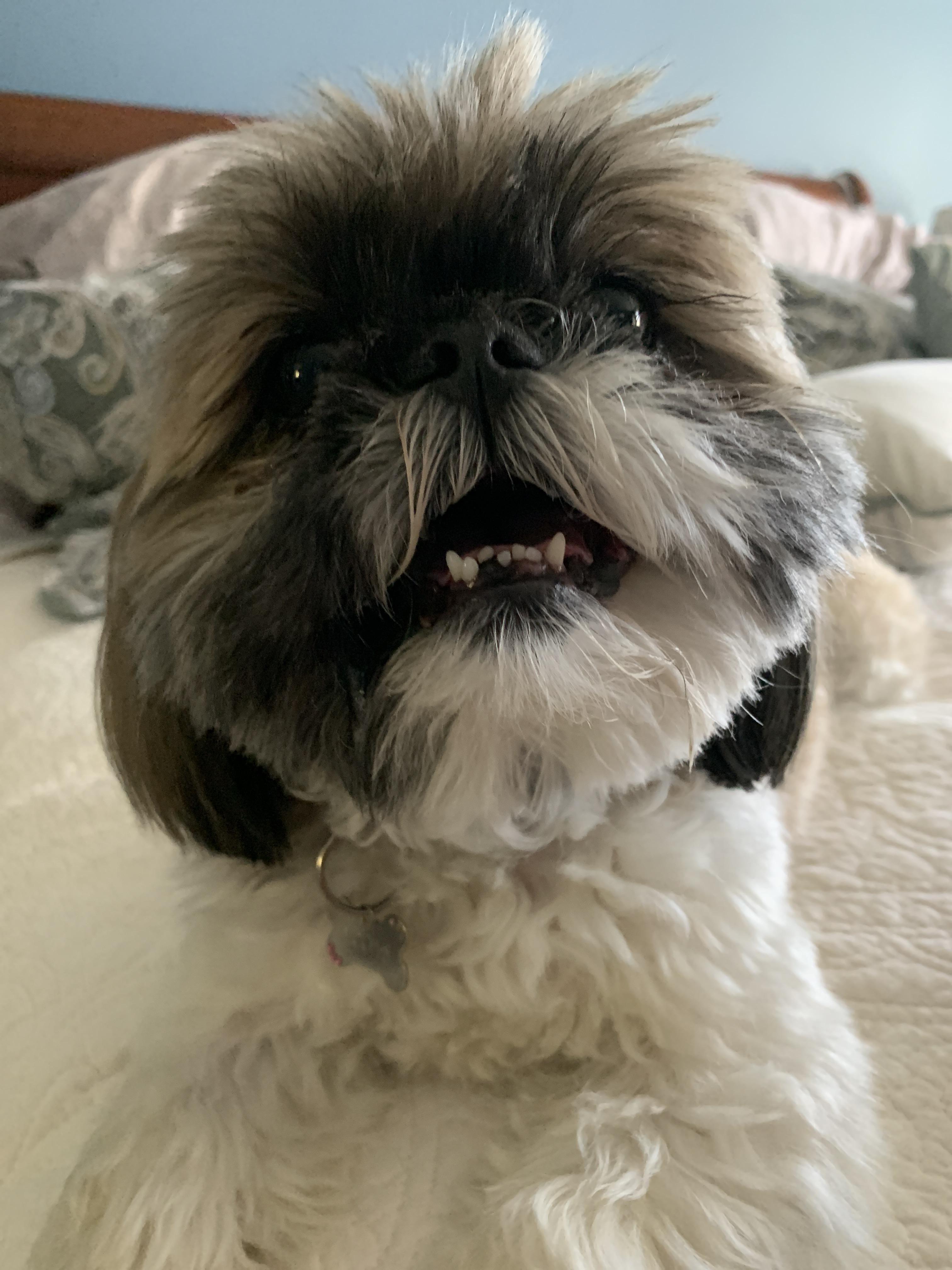 Do Most Shih Tzus Have An Underbite Shih Tzu Dog
