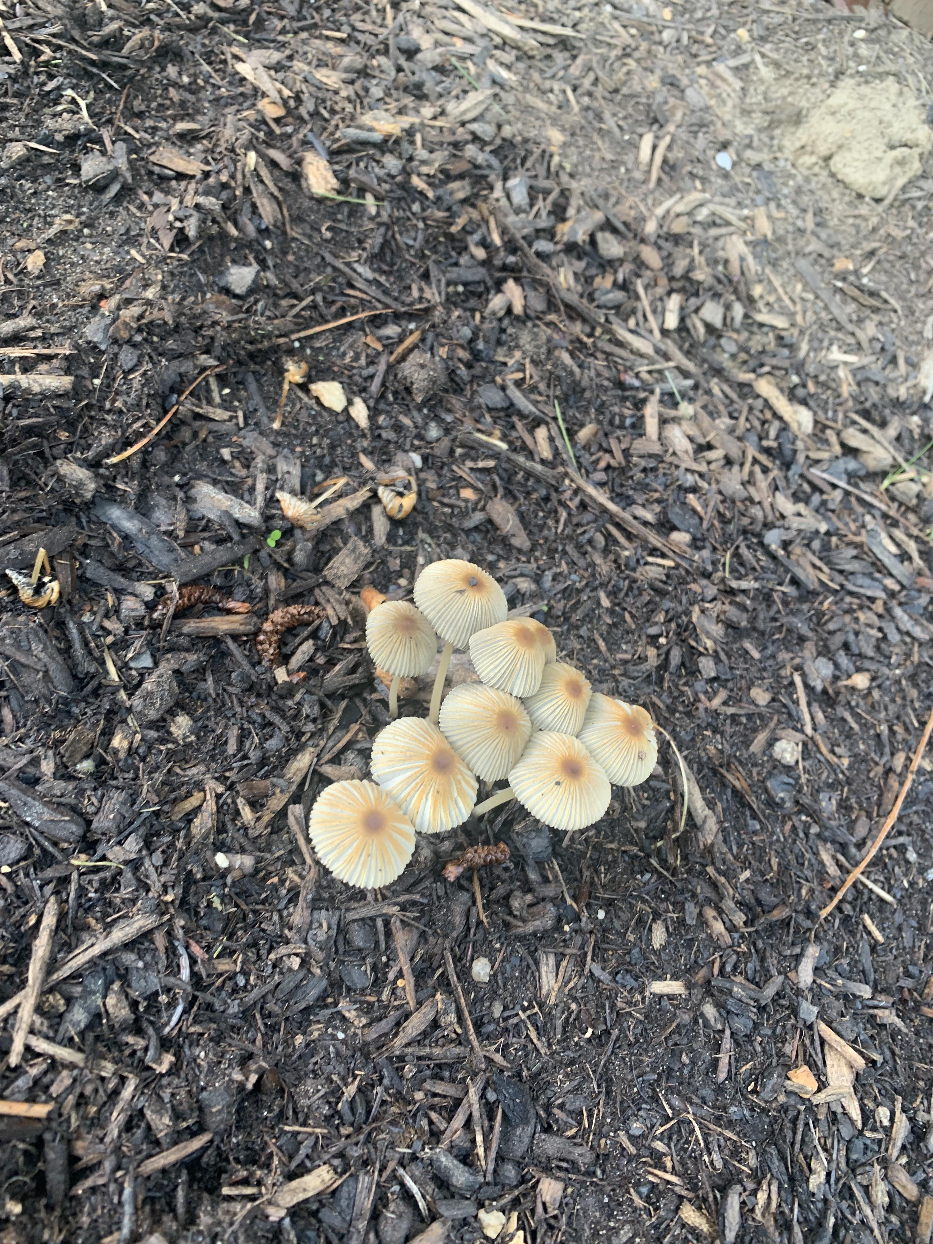 What kind of mushrooms are these? And why are they growing in my flower