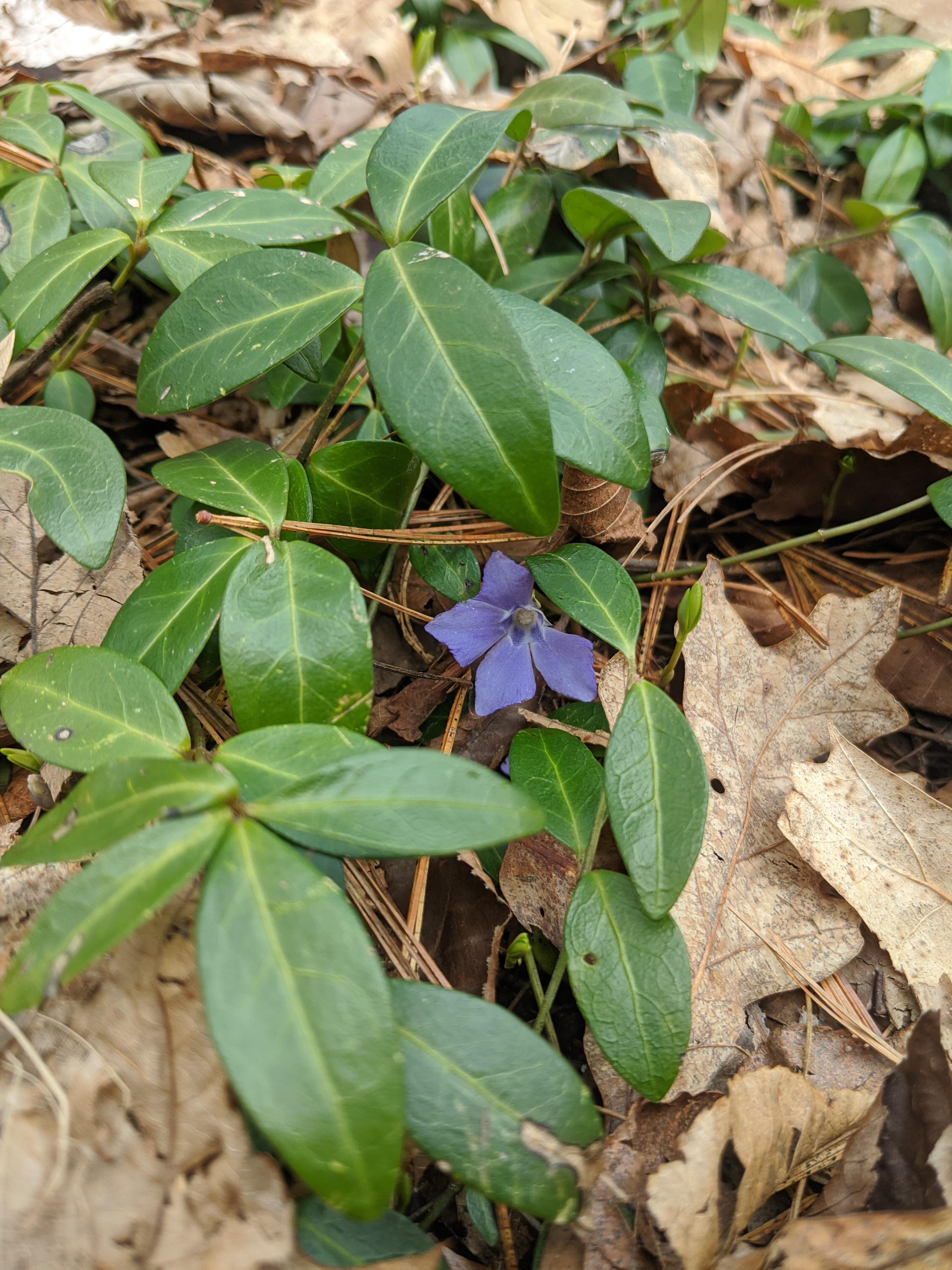 Is this an edible wild violet? r/foraging