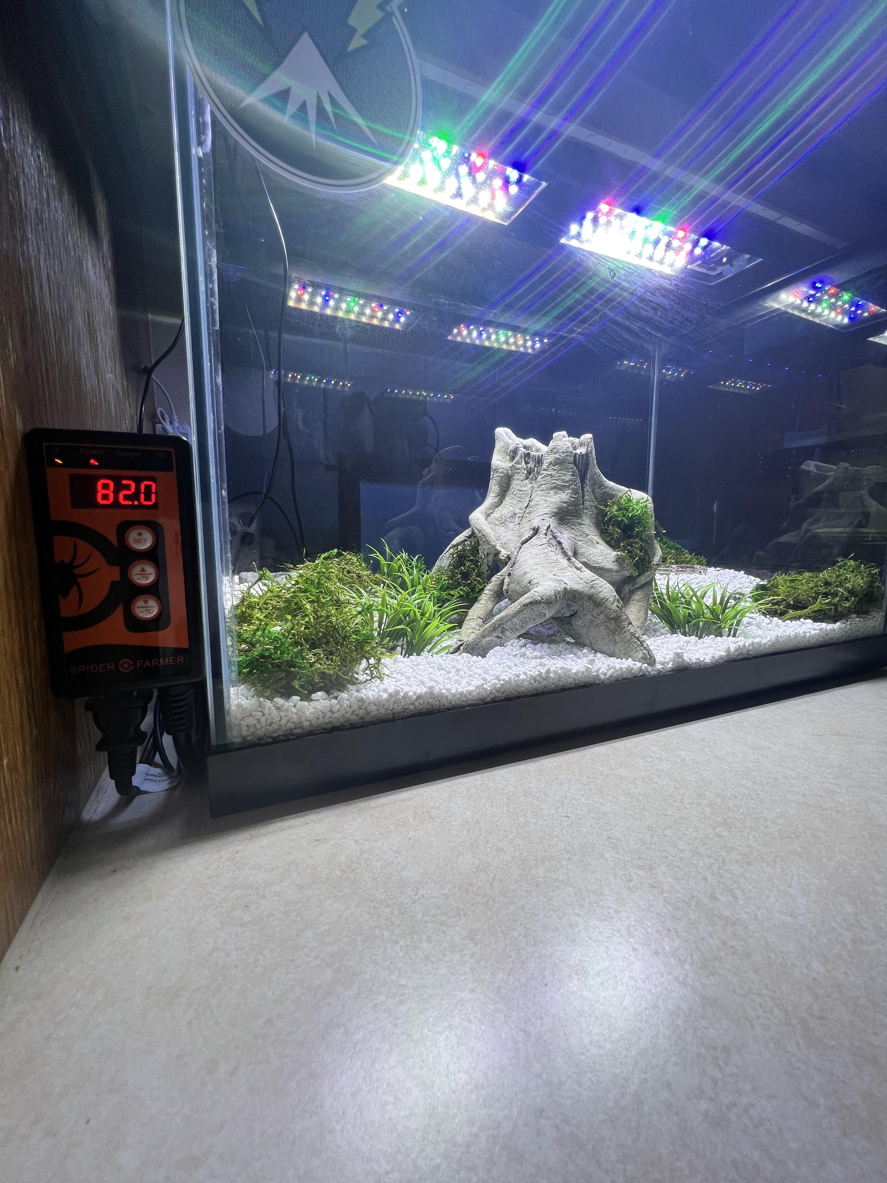 SpiderFarmer heating mats aren’t only for Growing! 20Gal leopard gecko