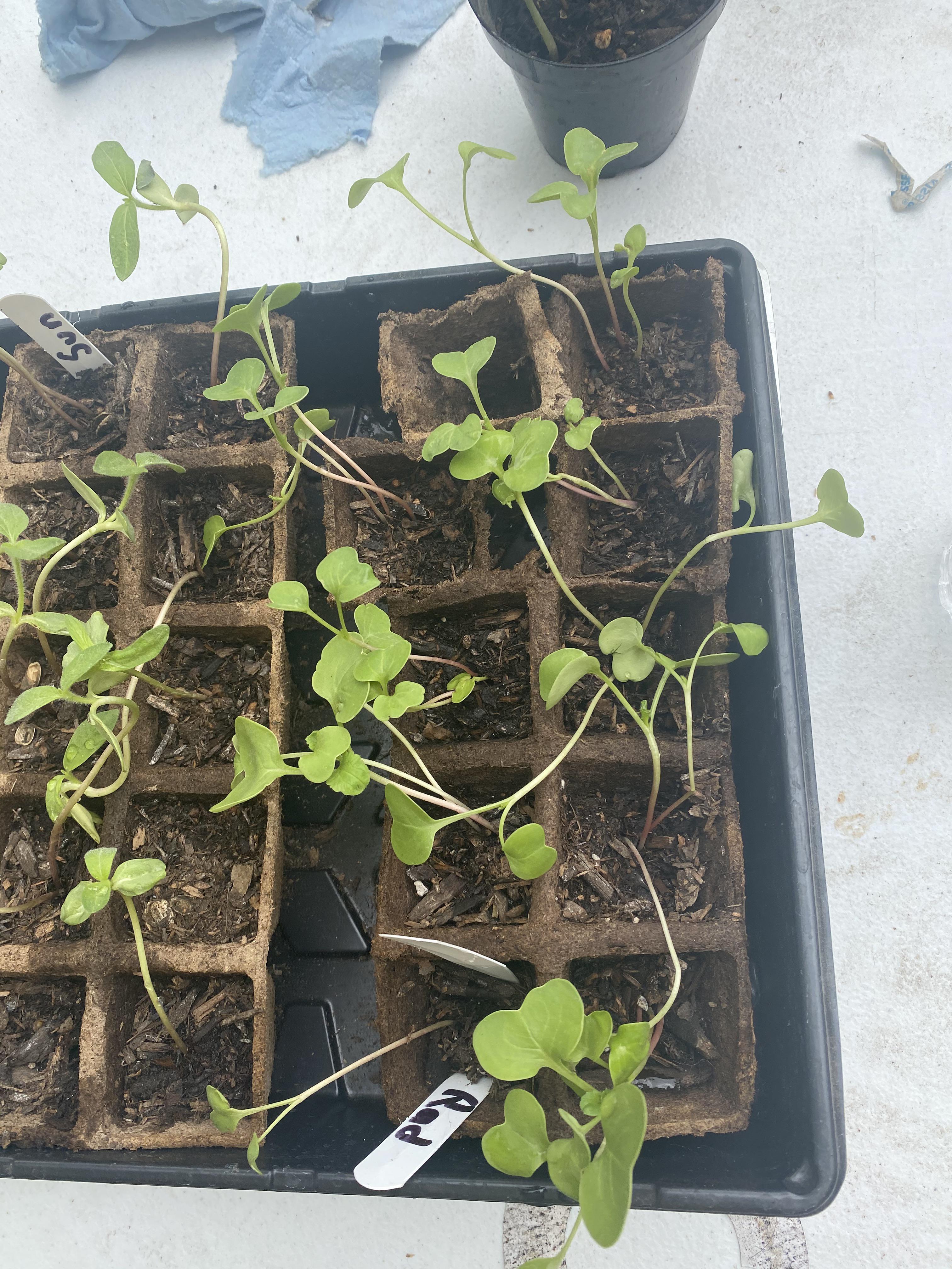 Why are my plants drooping they’ve been growing but there stems are