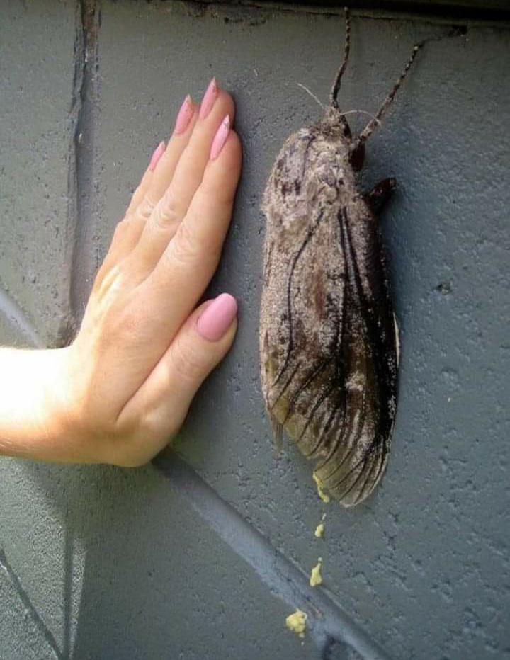 🔥 Giant Australian Wood Moth. r/NatureIsFuckingLit