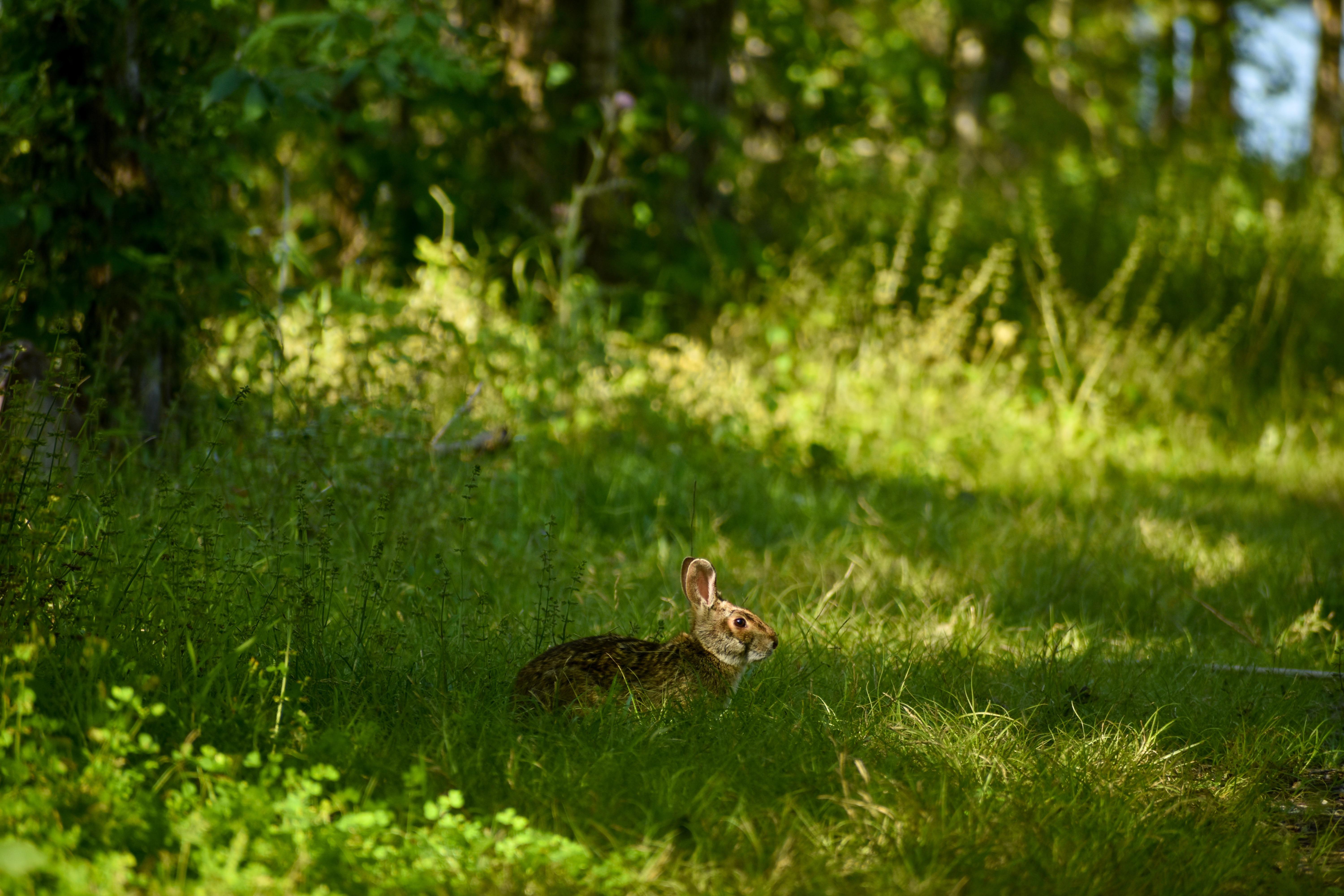 47 Hilarious Swamp rabbit Puns Punstoppable 🛑