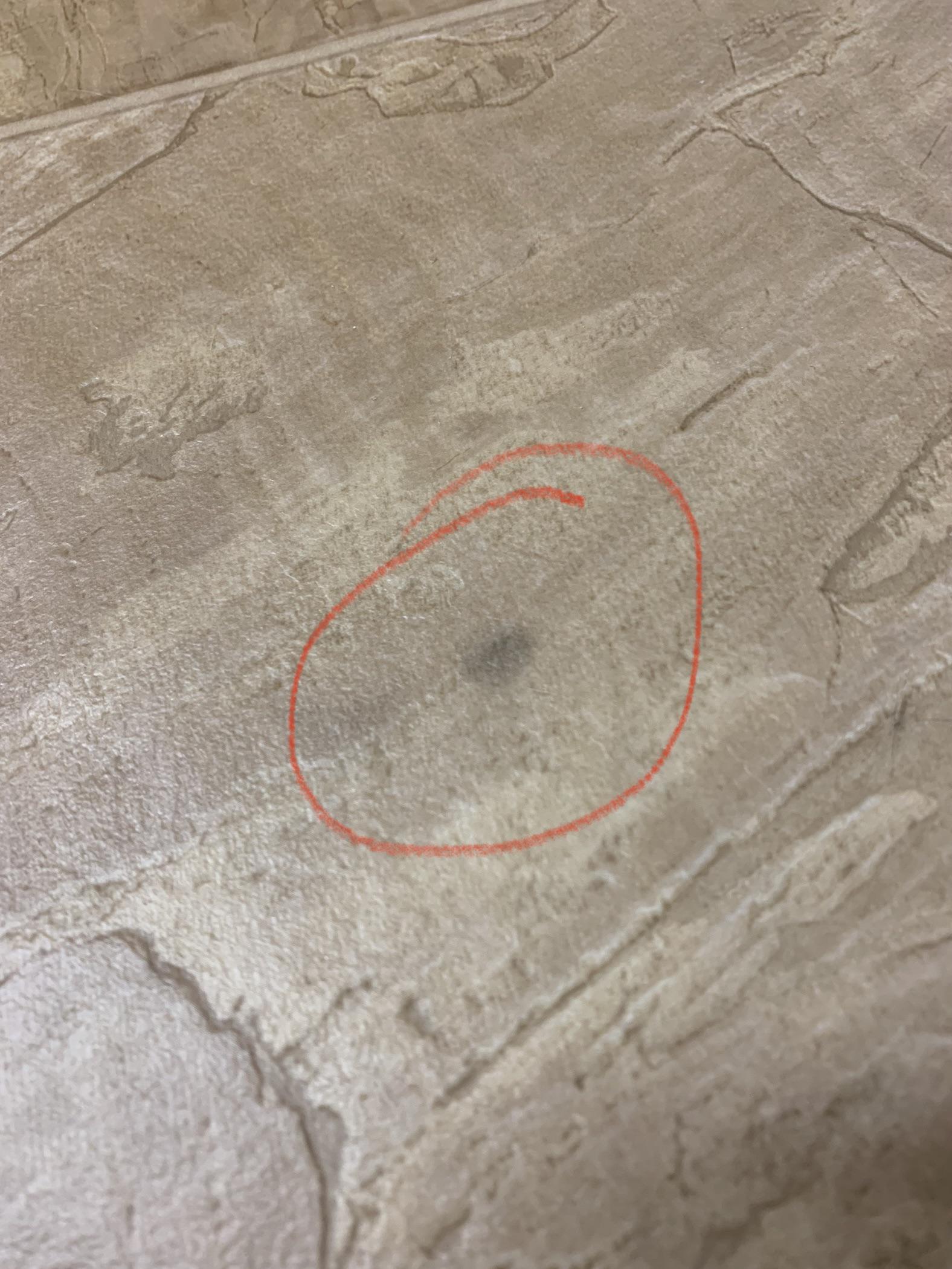 Could this possibly be mold on my apartment’s vinyl floor? It was never