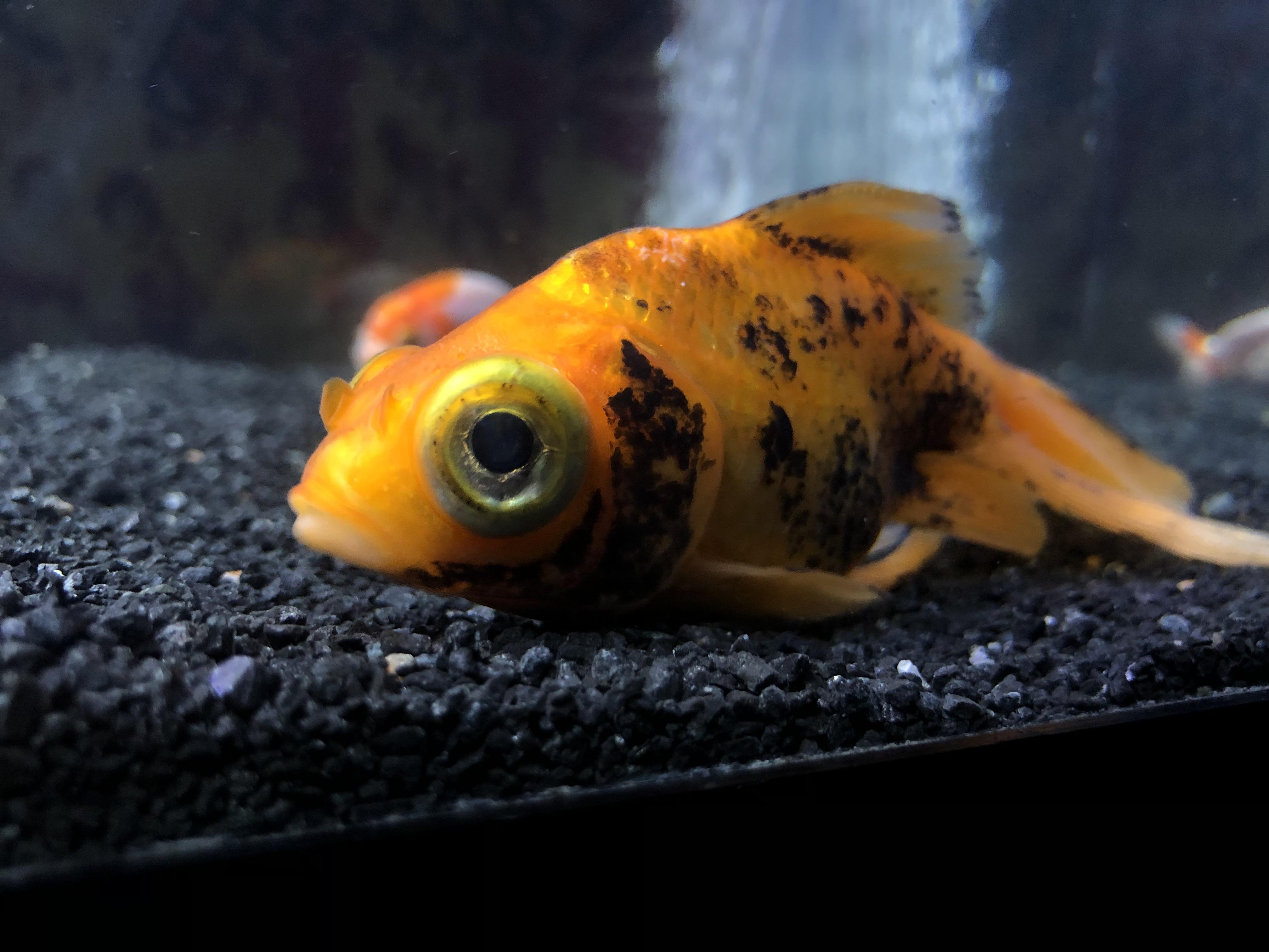 Black spots spreading across my fish? Help! Goldfish