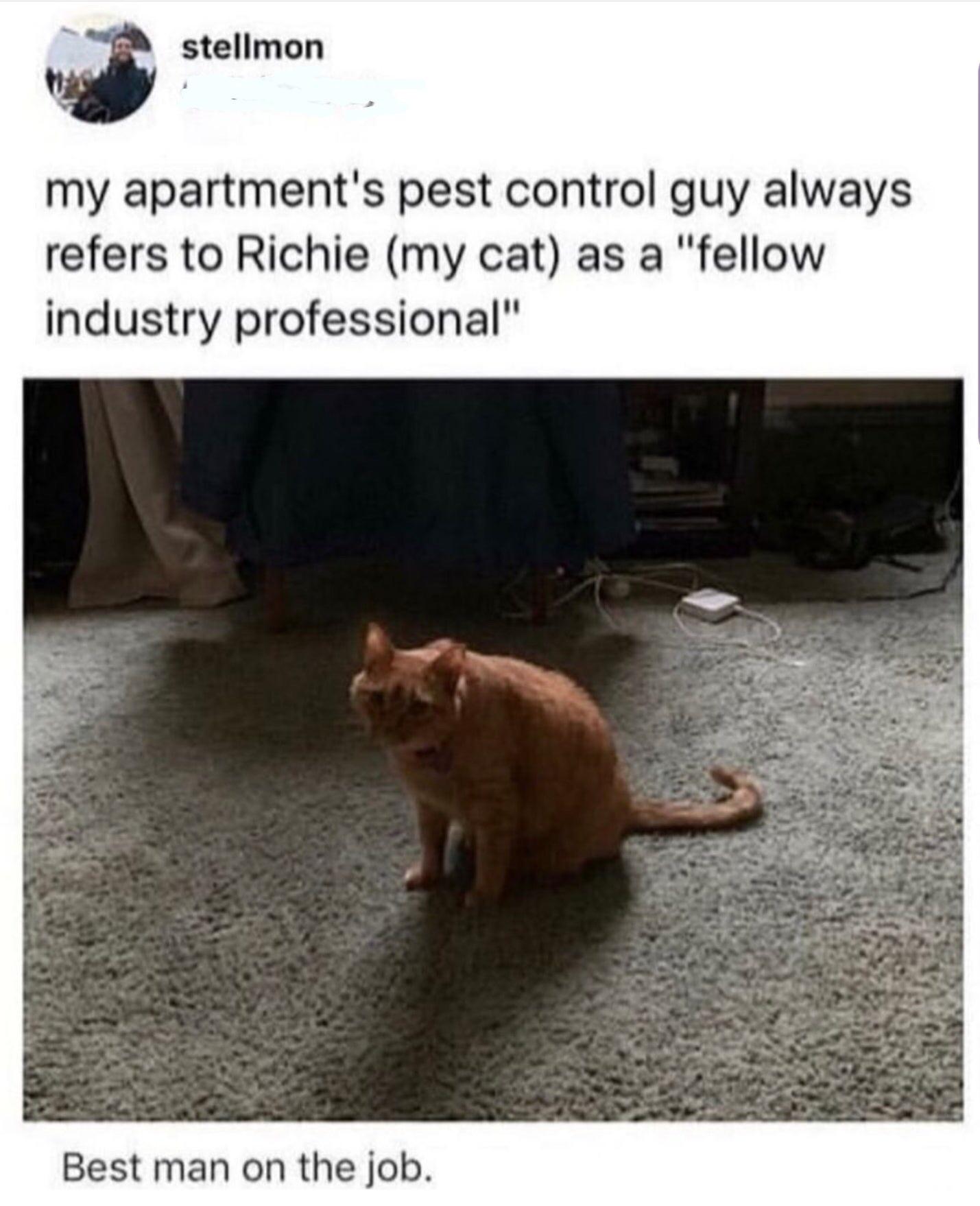 Cat can of job r/Catswithjobs