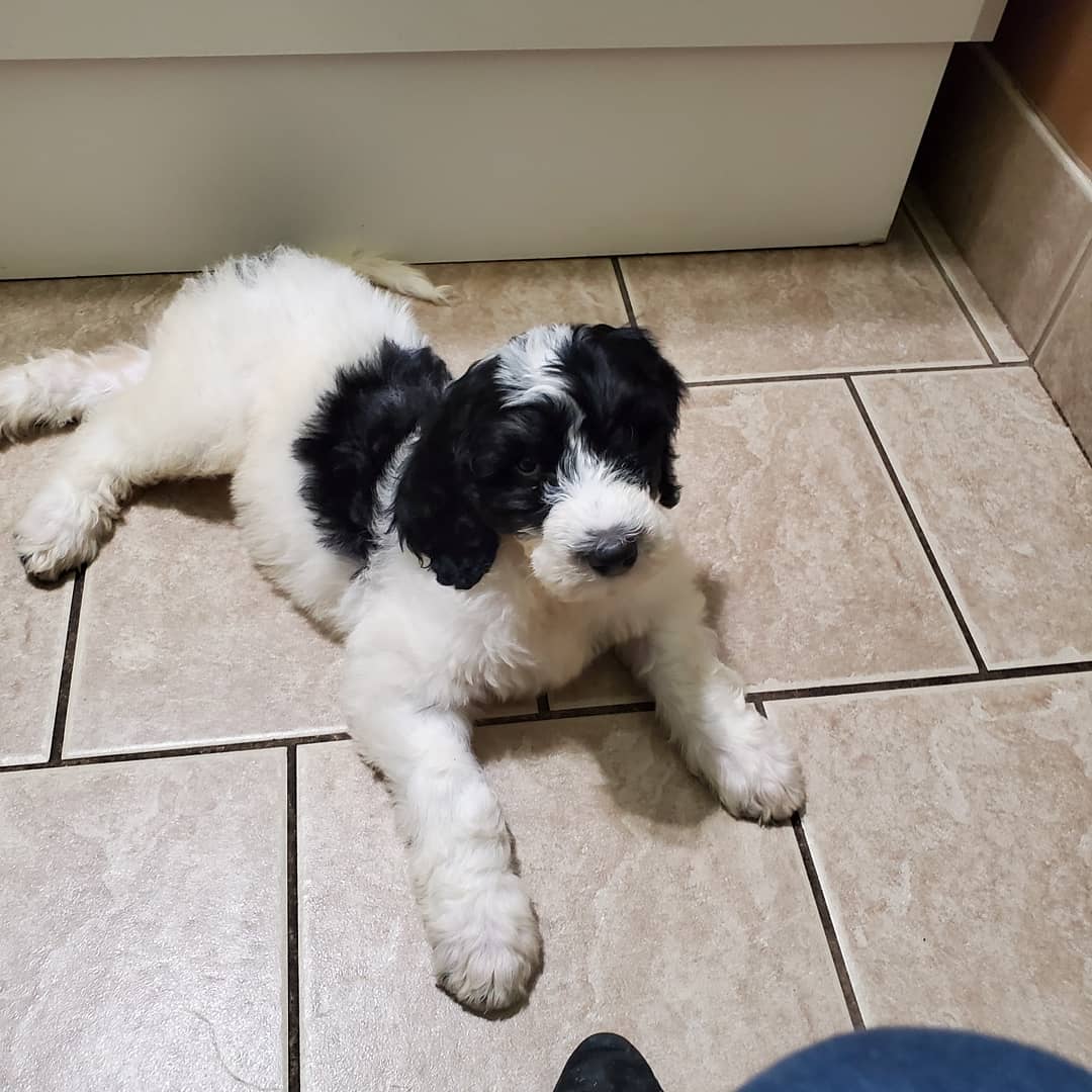 Bruno the Standard Bernedoodle is 14 pounds at 8 weeks.. He's a whole
