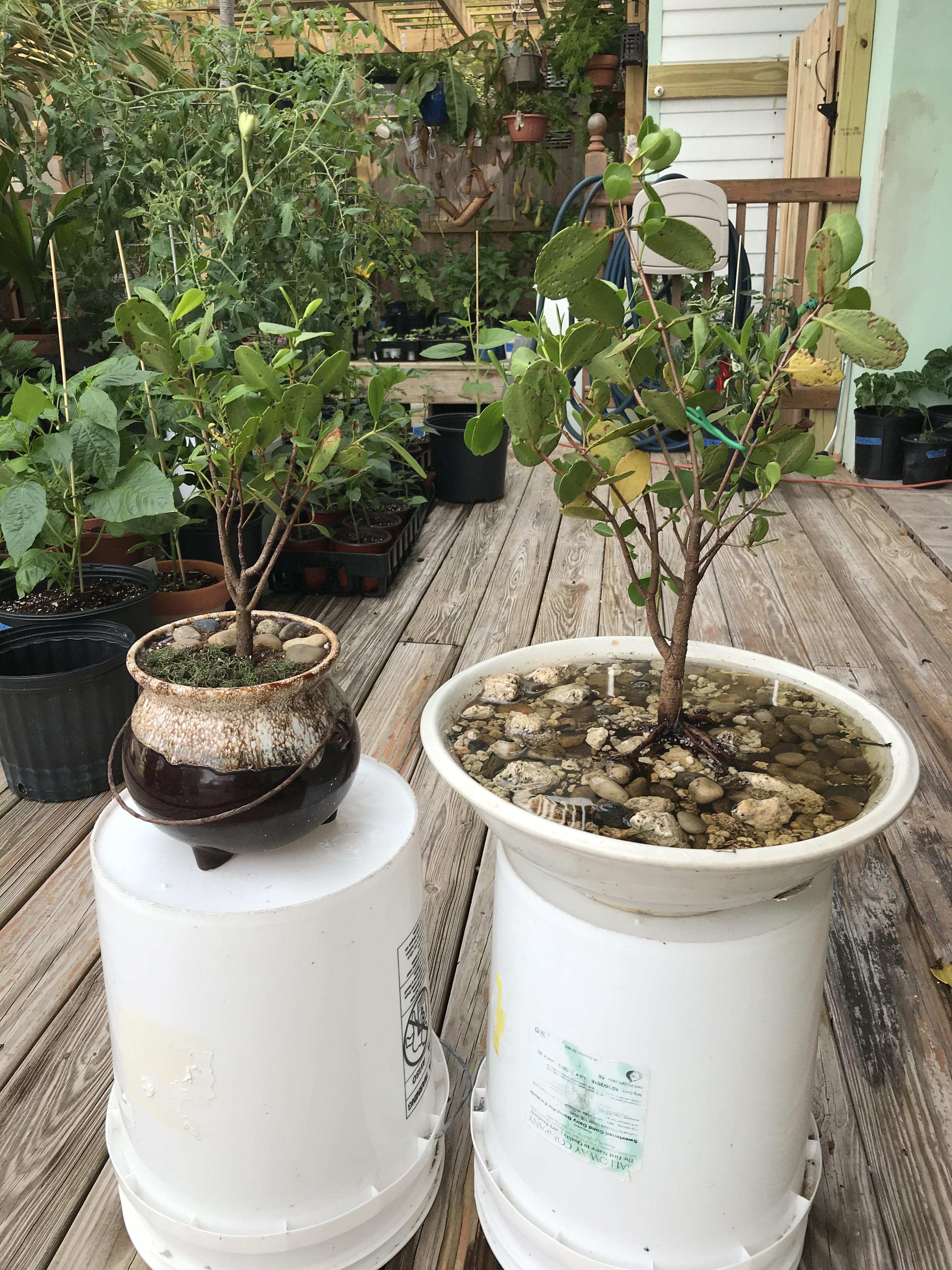 The start of my 2 mangrove bonsais, the one in water to be kind of like