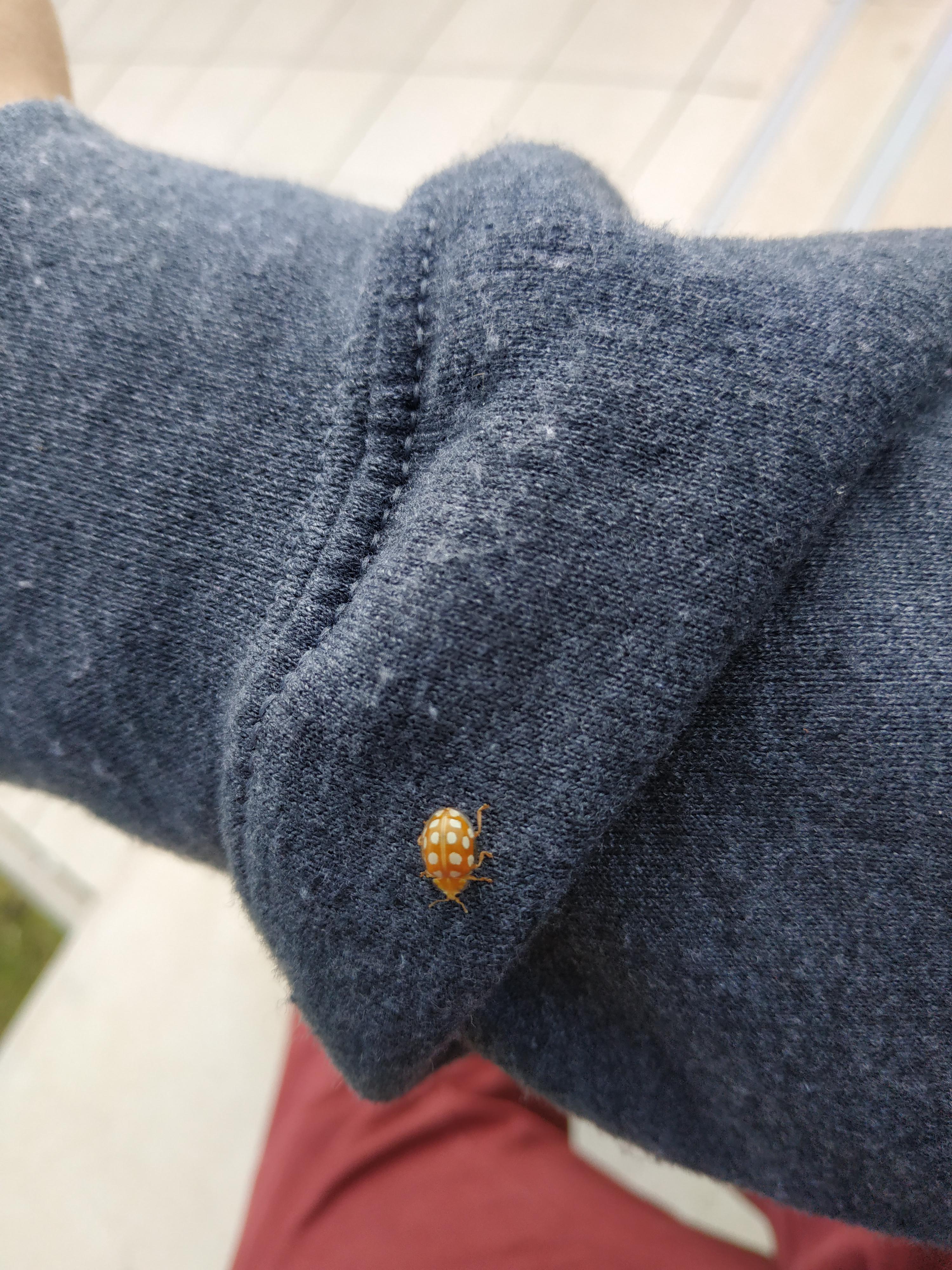 A yellow ladybird landed on me just now r/mildlyinteresting