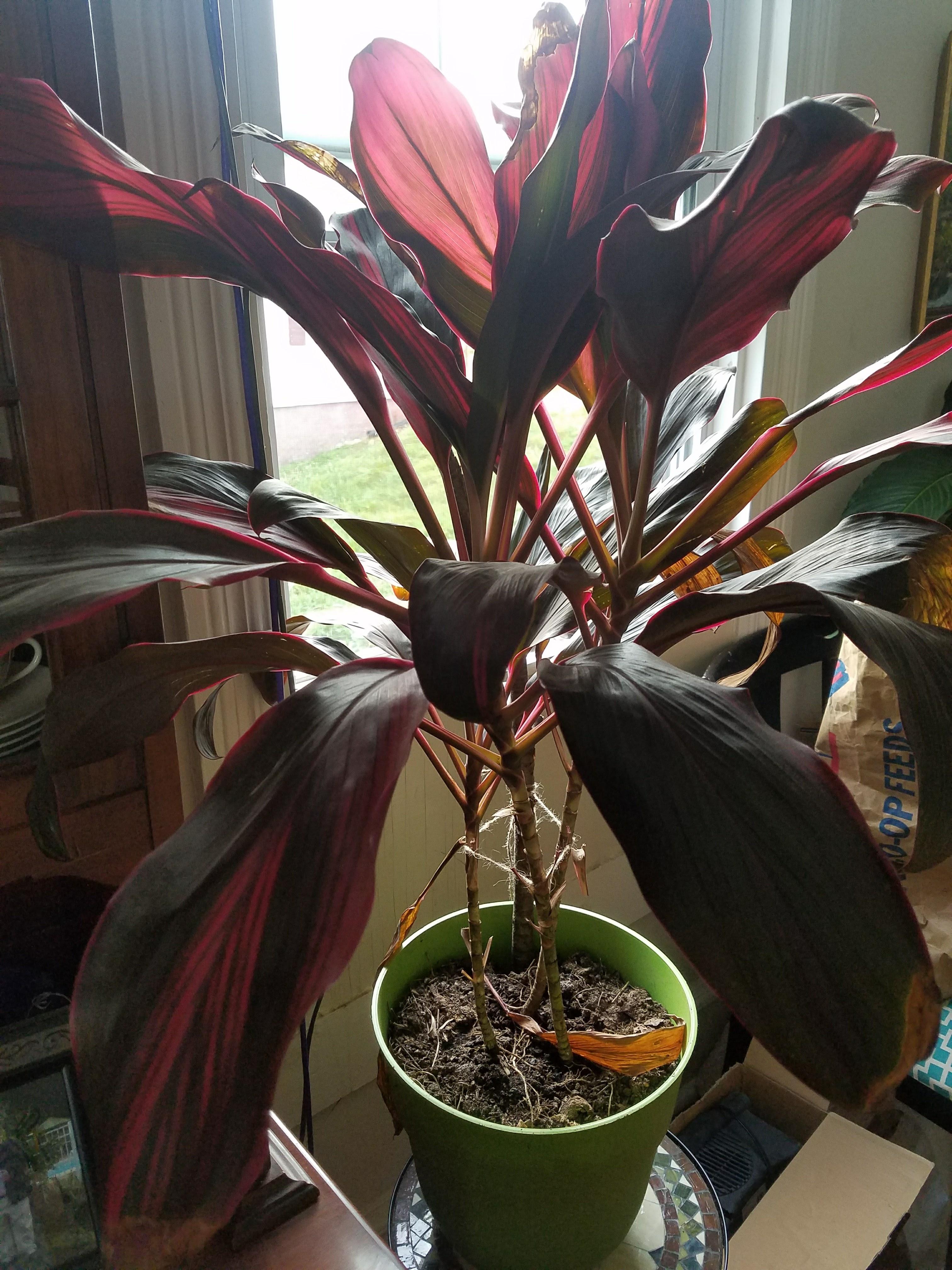 [Indoor] Bought this plant at Kroger a year ago for 2. It was labelled