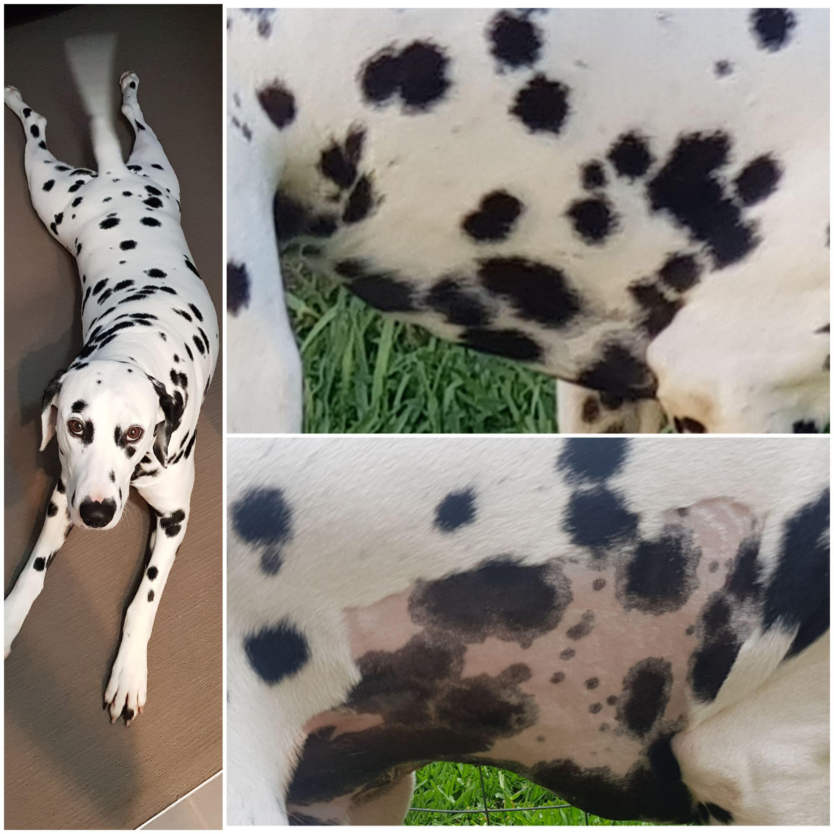 My boy got shaved at the vet and he's spotty even under his coat! r