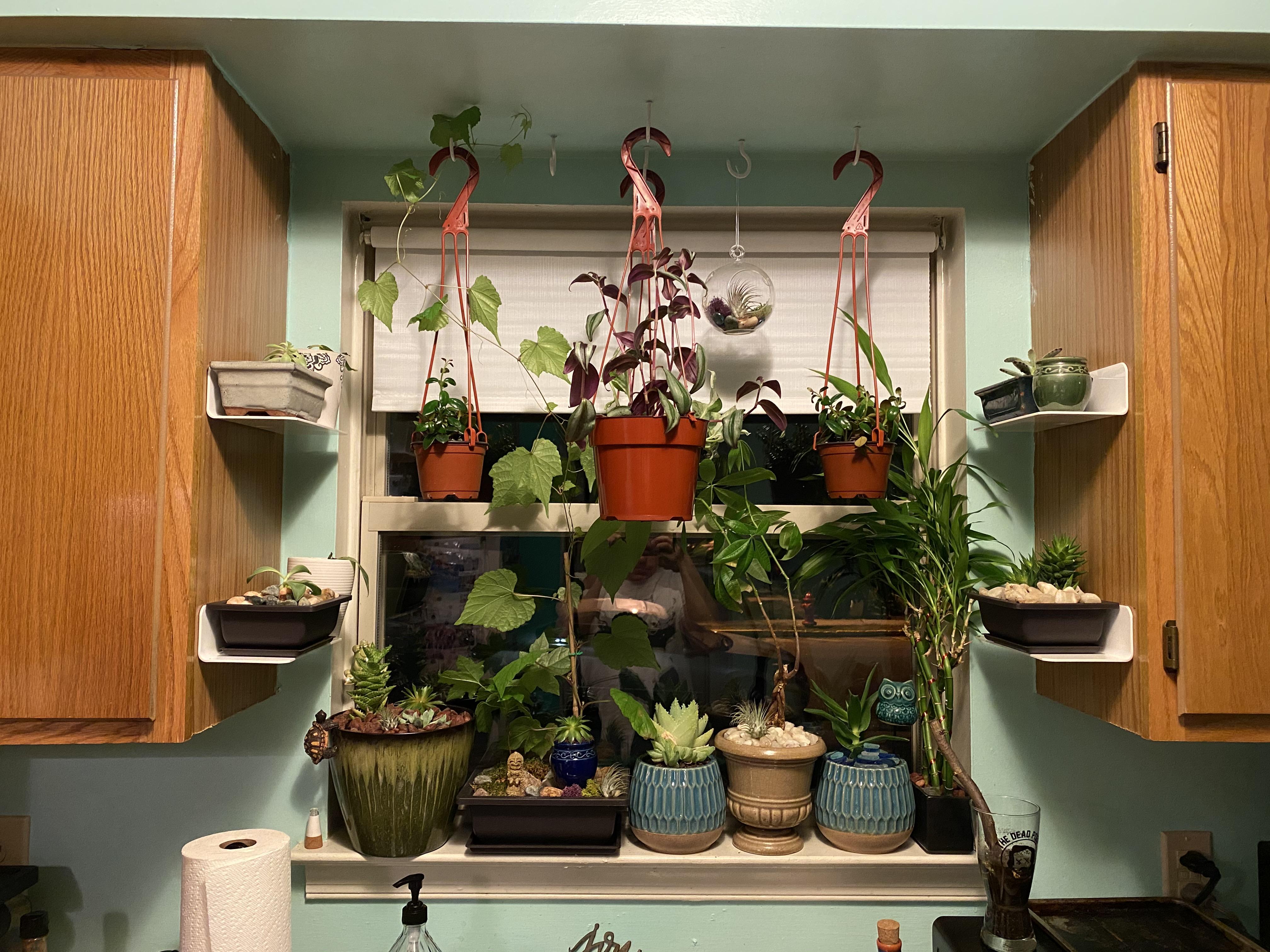 Above the kitchen sink r/houseplants