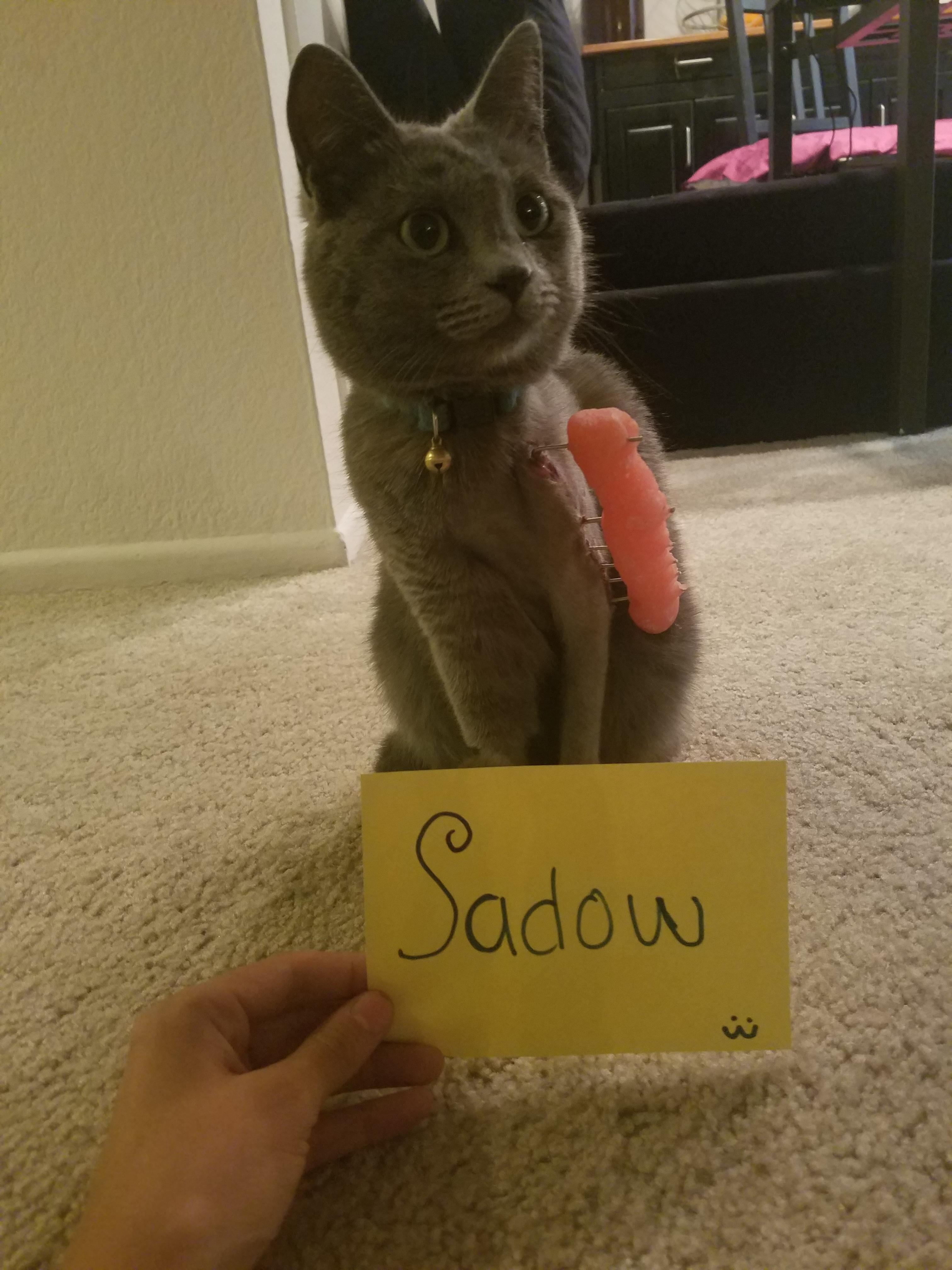 ANIMAL REQUEST We just took our fluffy friend Sadow for another check