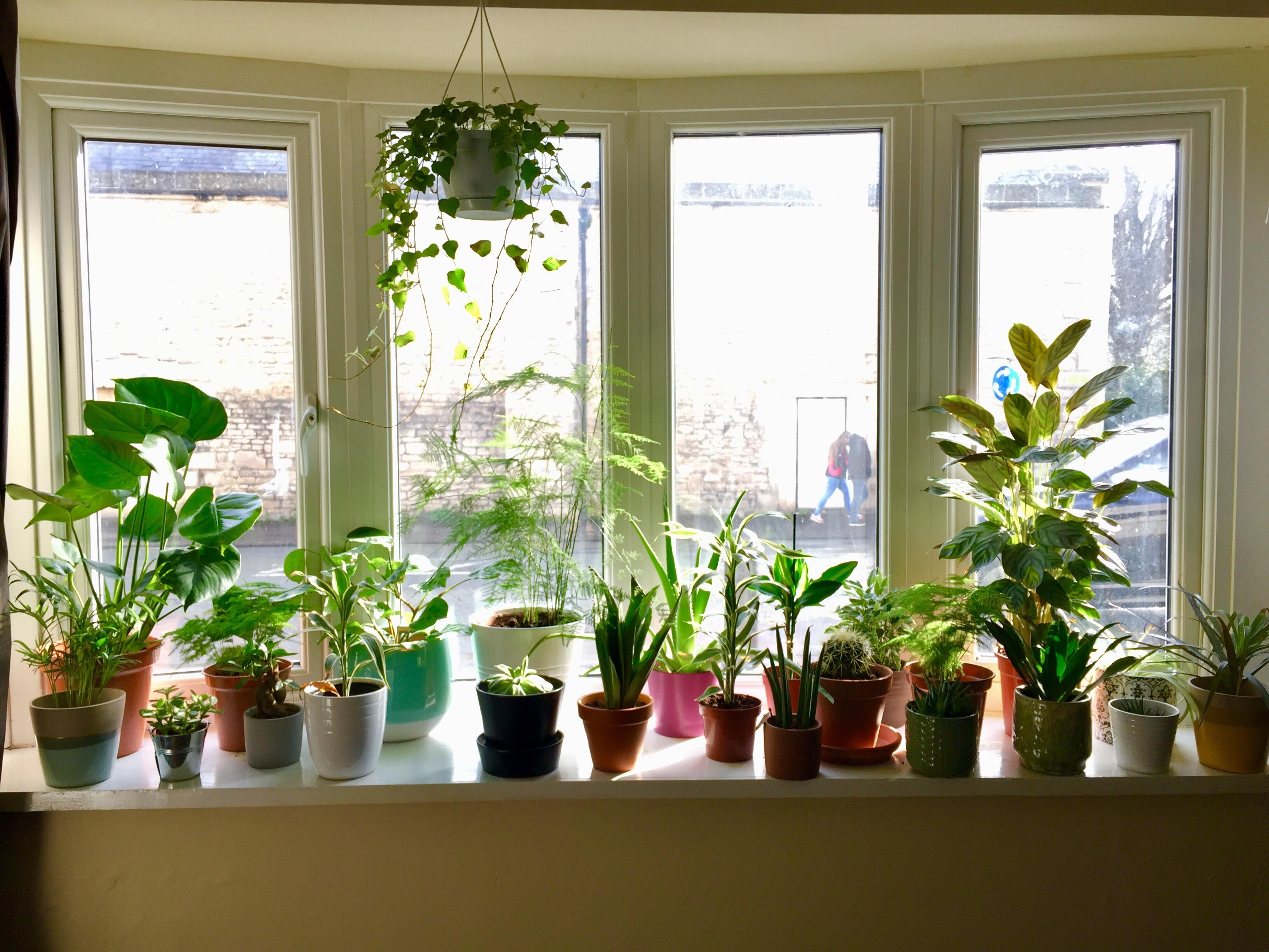 My housemates and I have a bit obsessed with plants over the past few months, here’s our