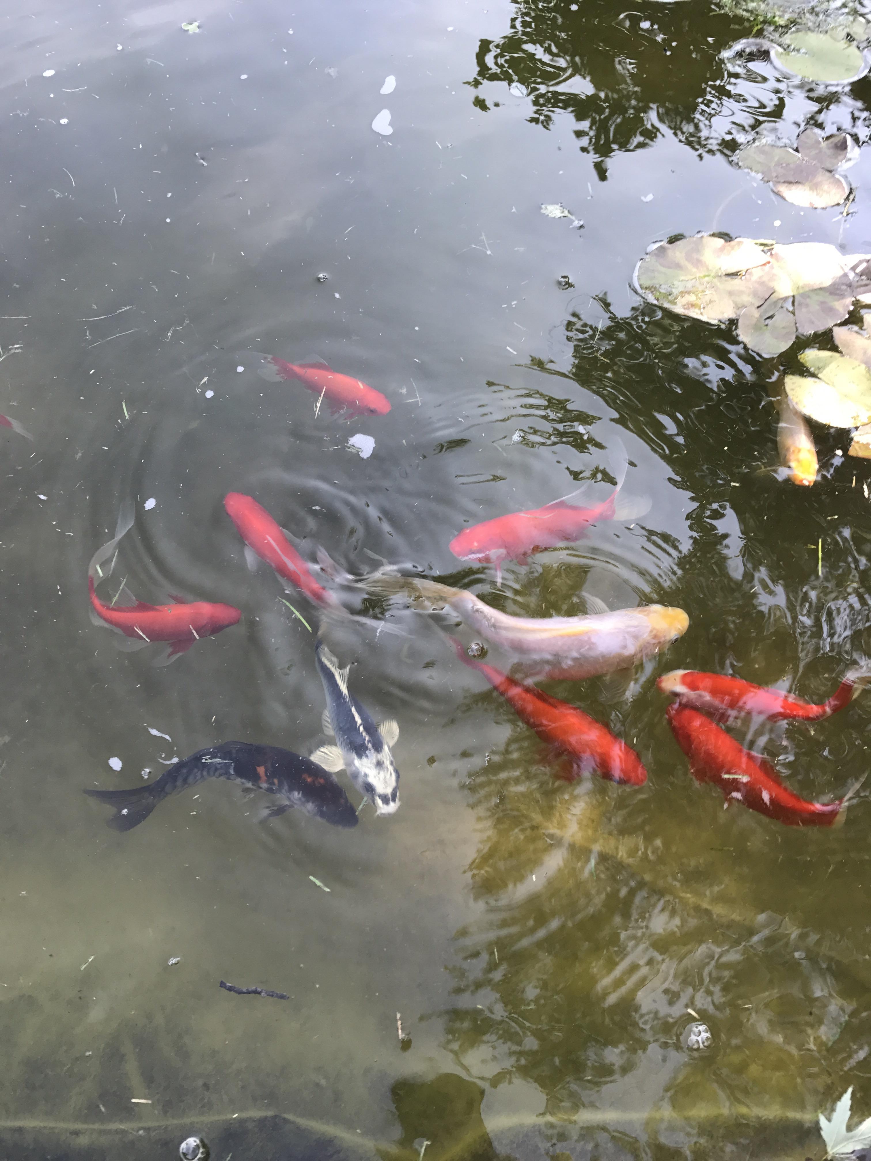 Why you can't keep fair goldfish in small tanks, the white one is over