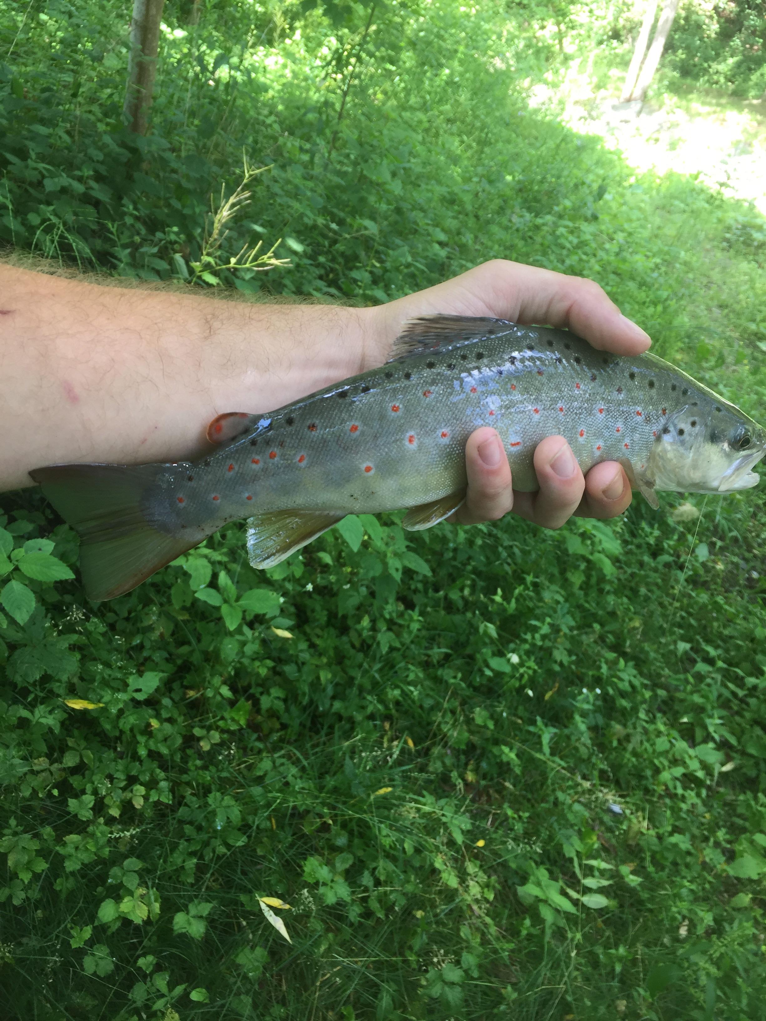 Different brown from another hole in Cold Brook, Hammondsport NY. r