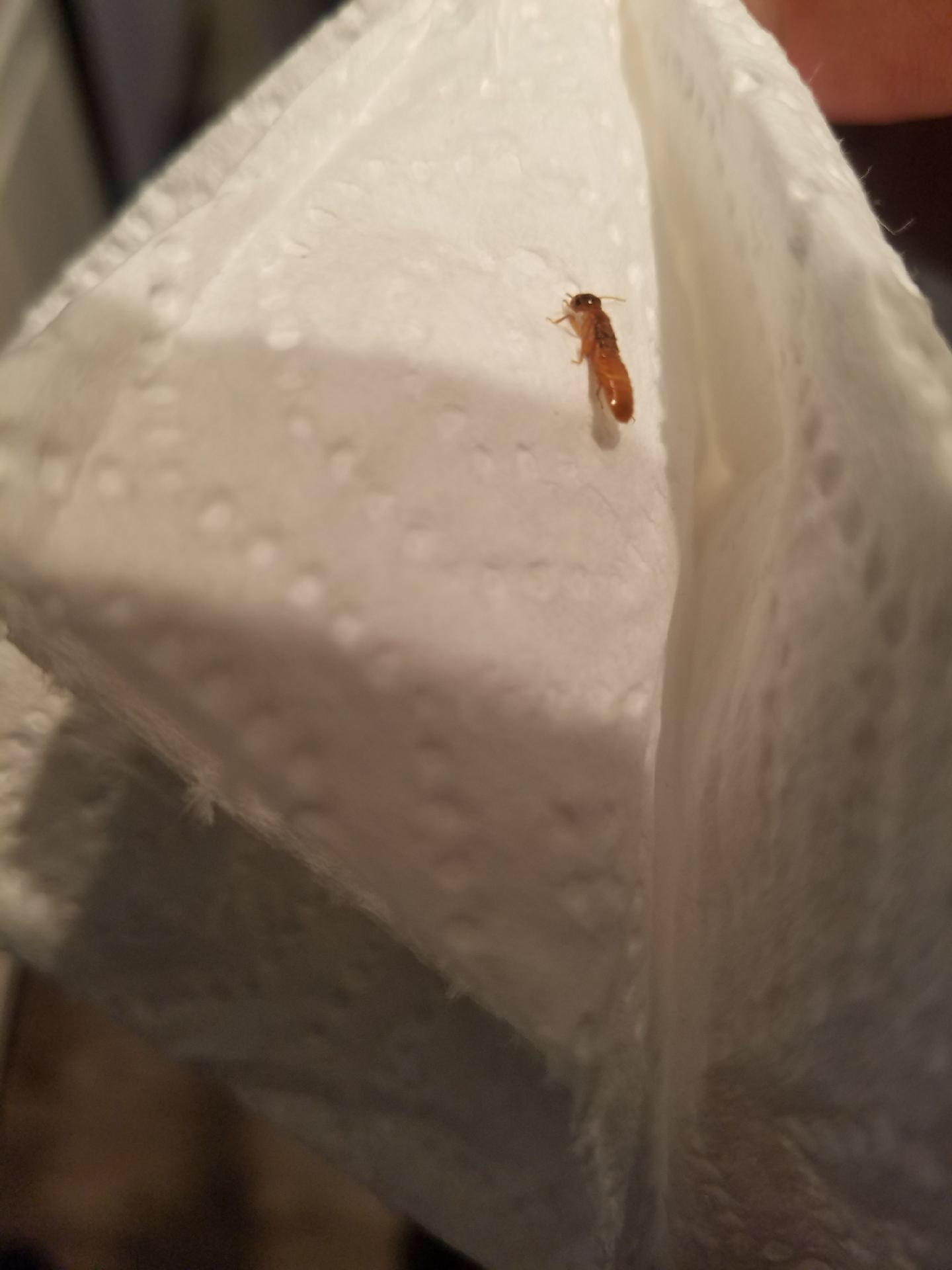 My brother found this in his apartment, no idea what I'm