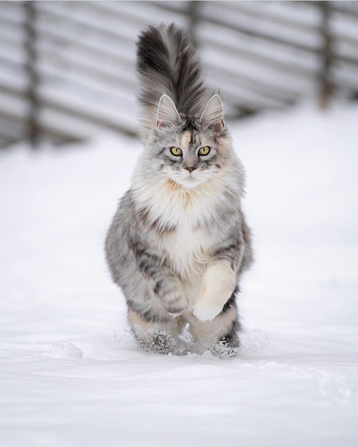 Maine Coon Cat In Snow Best Cat Wallpaper