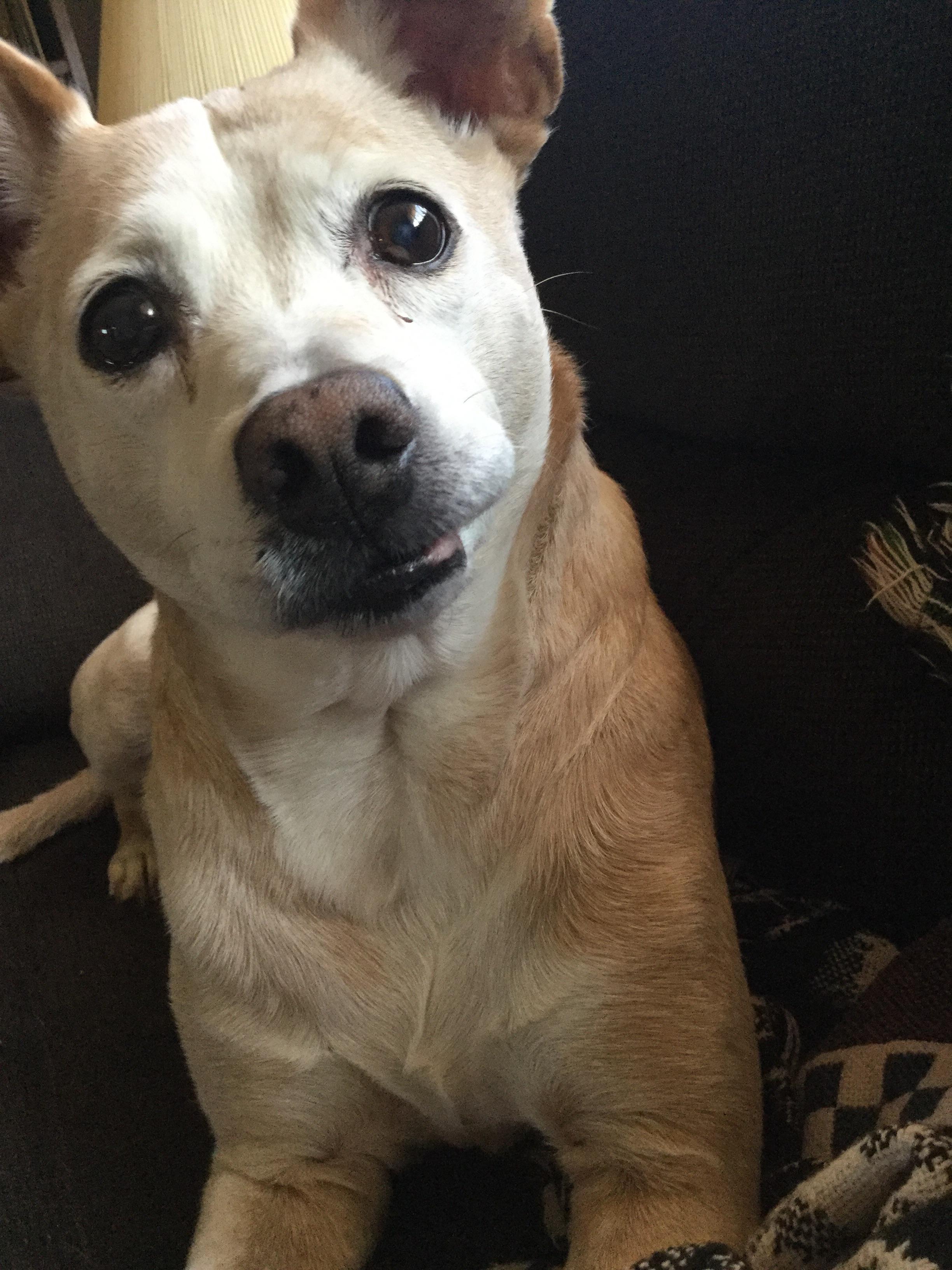 My doggo’s lip is stuck on her tooth 😂 r/DoggoTalk
