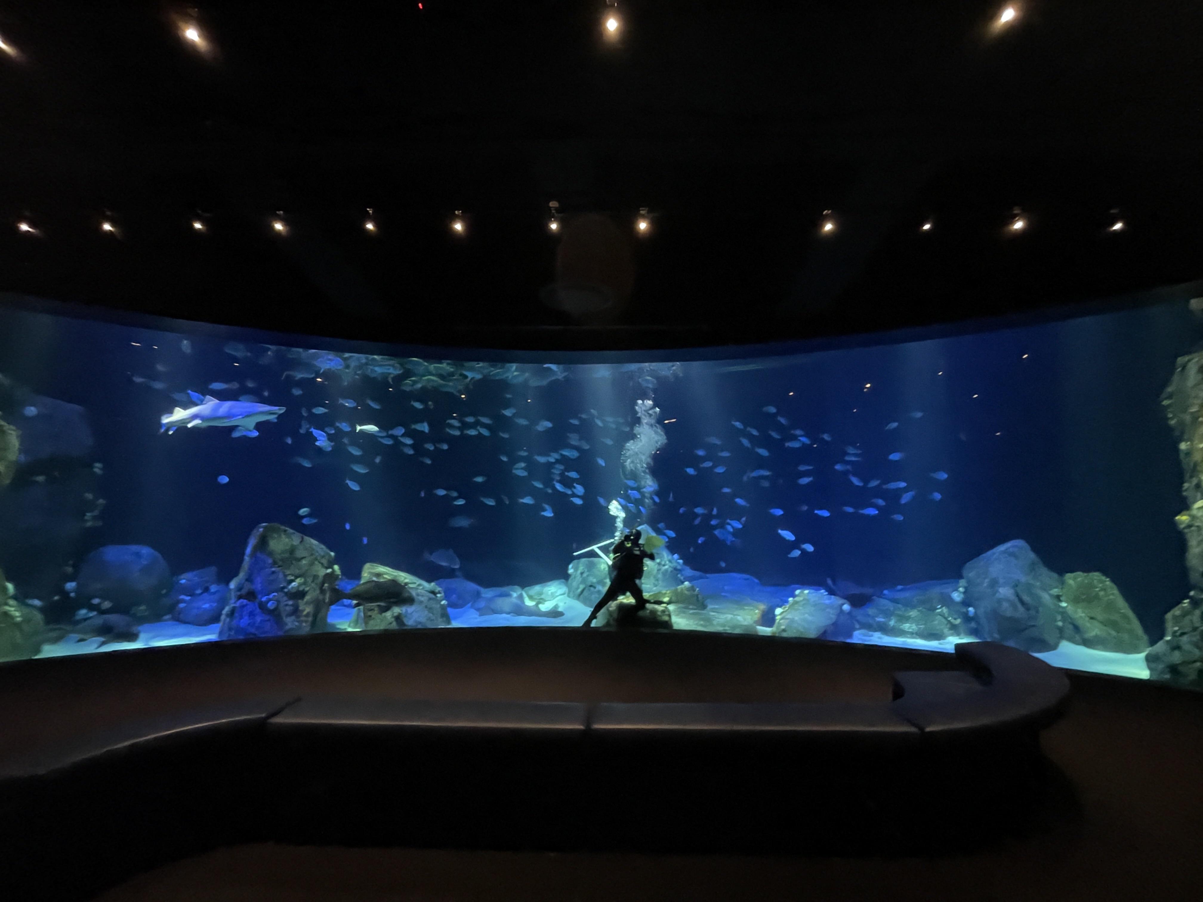 I see your outdoor aquarium and raise it with the NYC aquarium shark