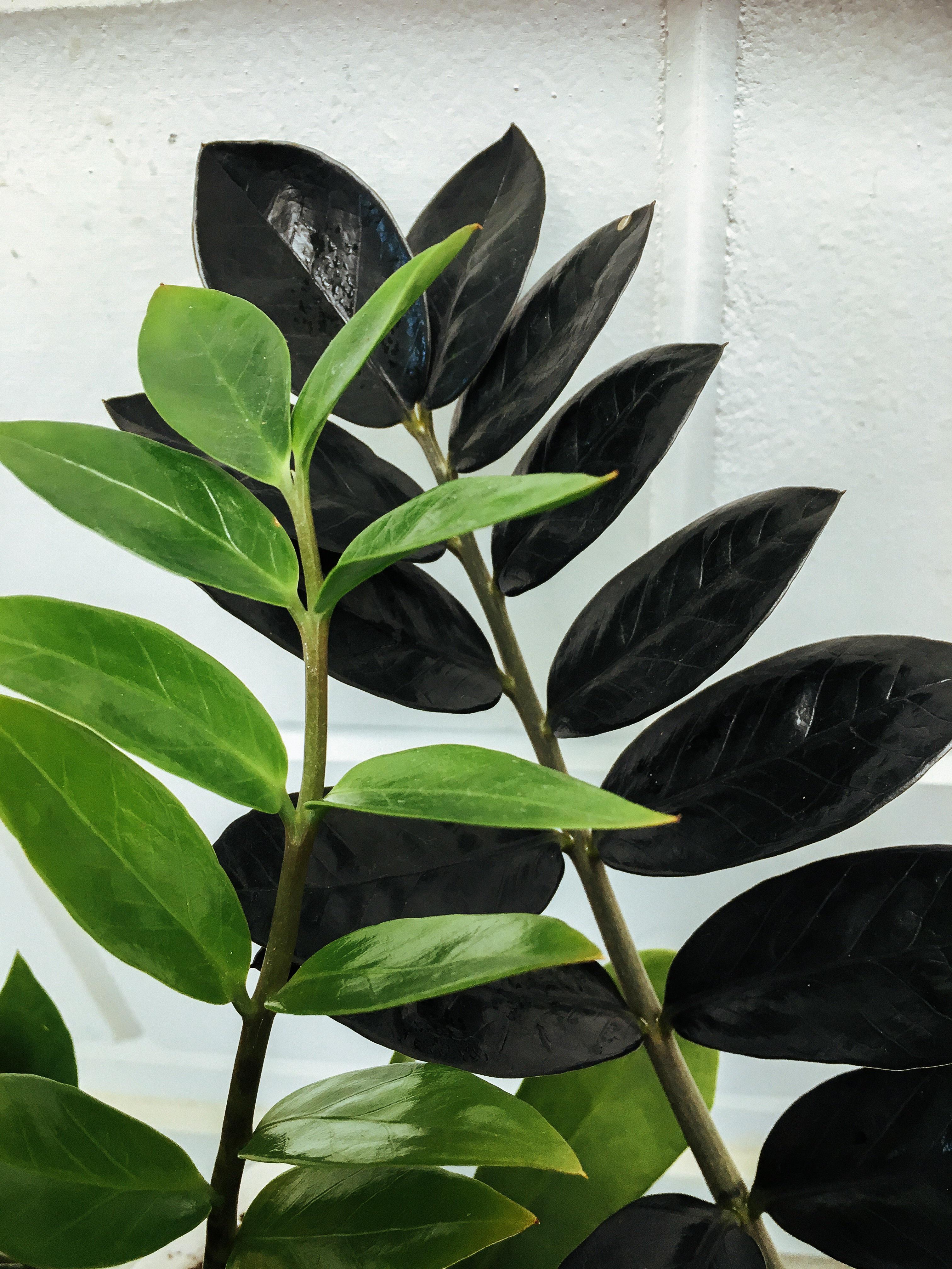 My ZZ and ZZ Raven next to each other r/houseplants