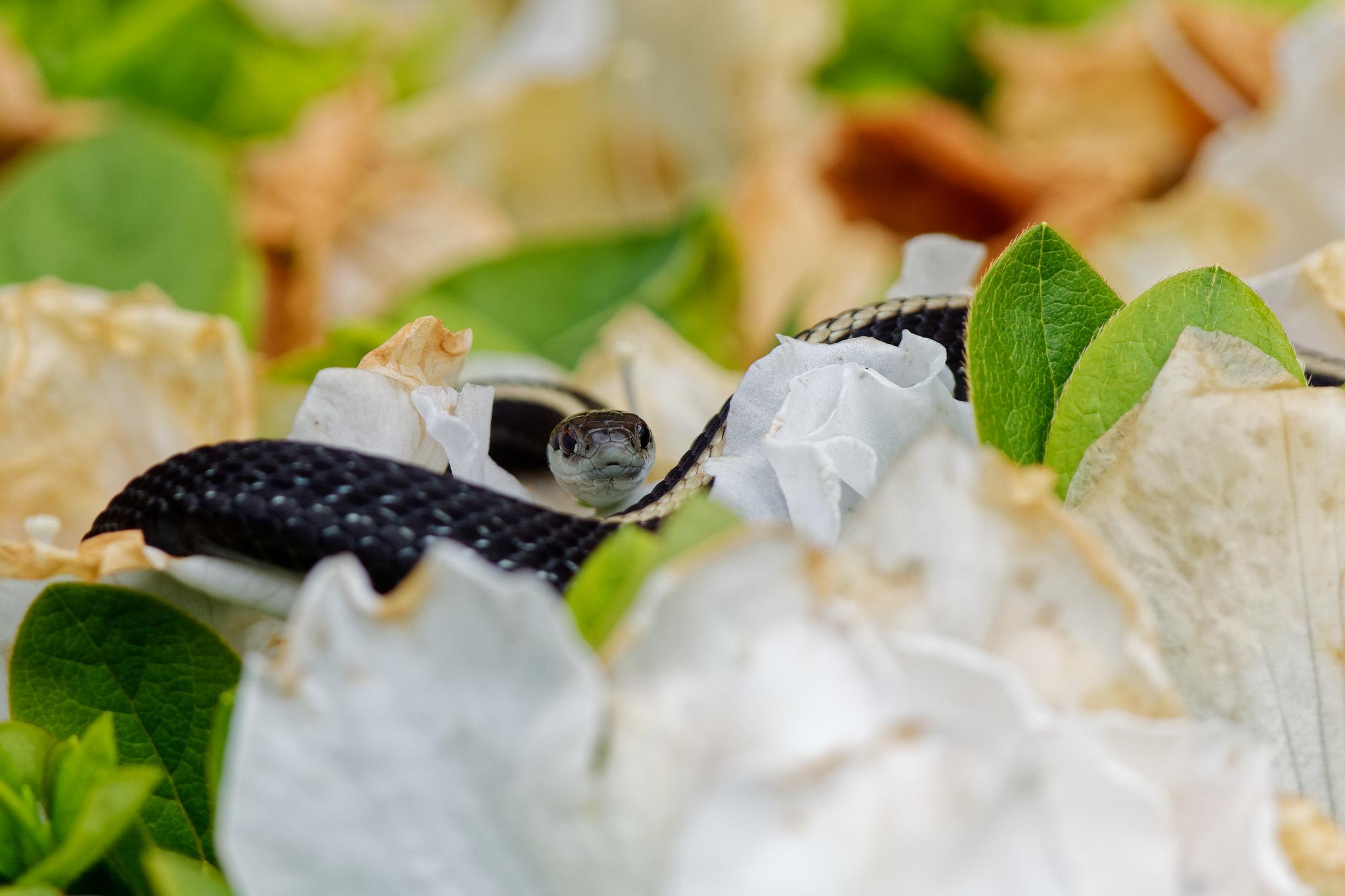 Just spotted this Western Ribbon Snake laying on top an Azaleas bush in